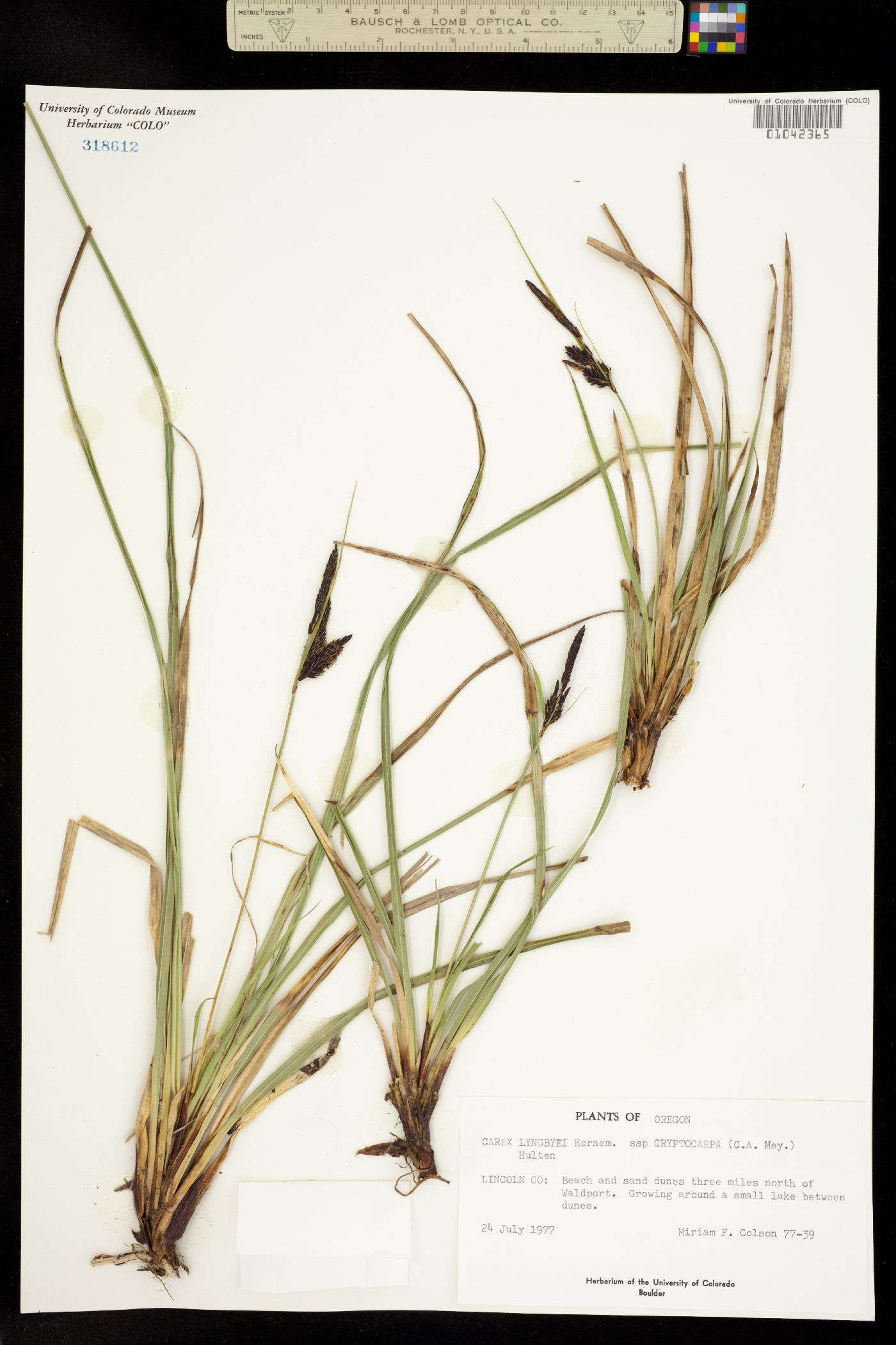Carex lyngbyei image