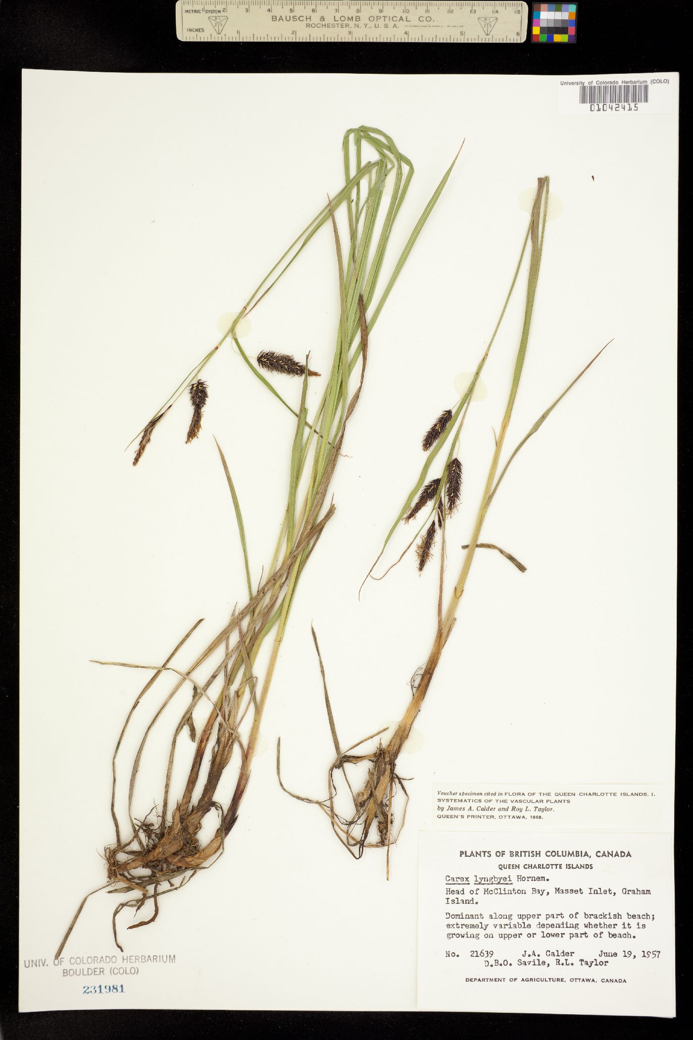 Carex lyngbyei image