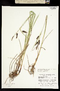 Carex lyngbyei image