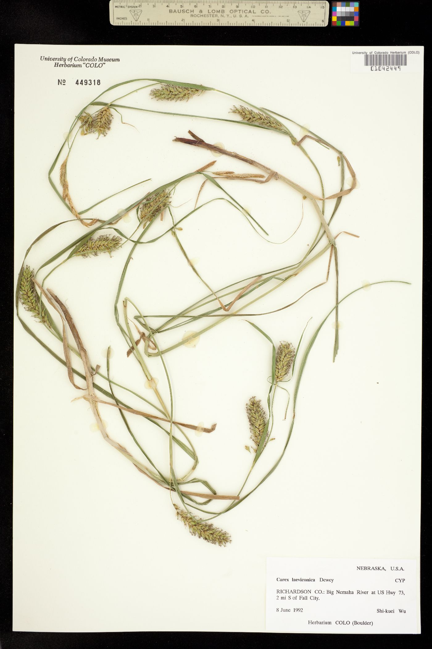 Carex laeviconica image