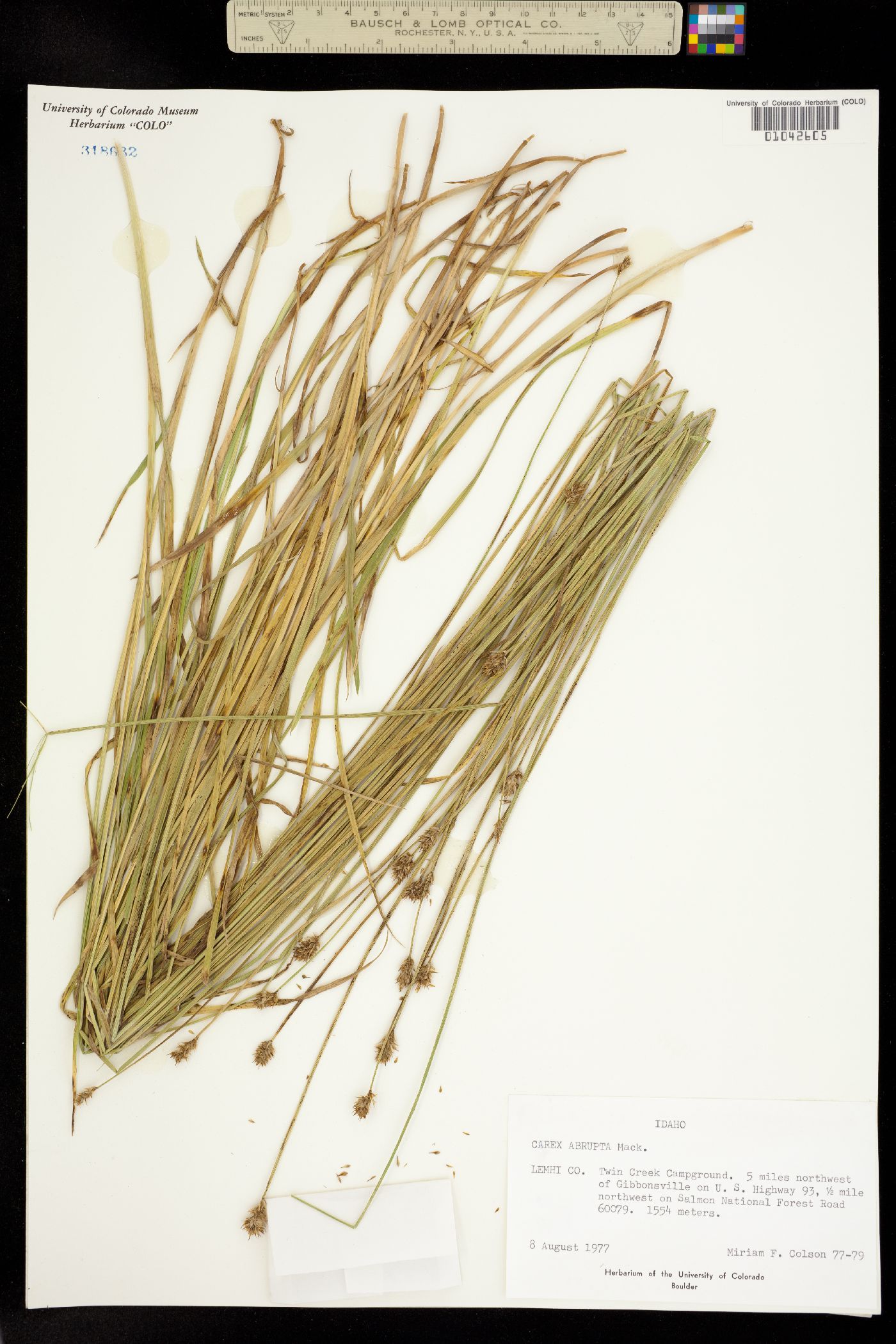 Carex macloviana image