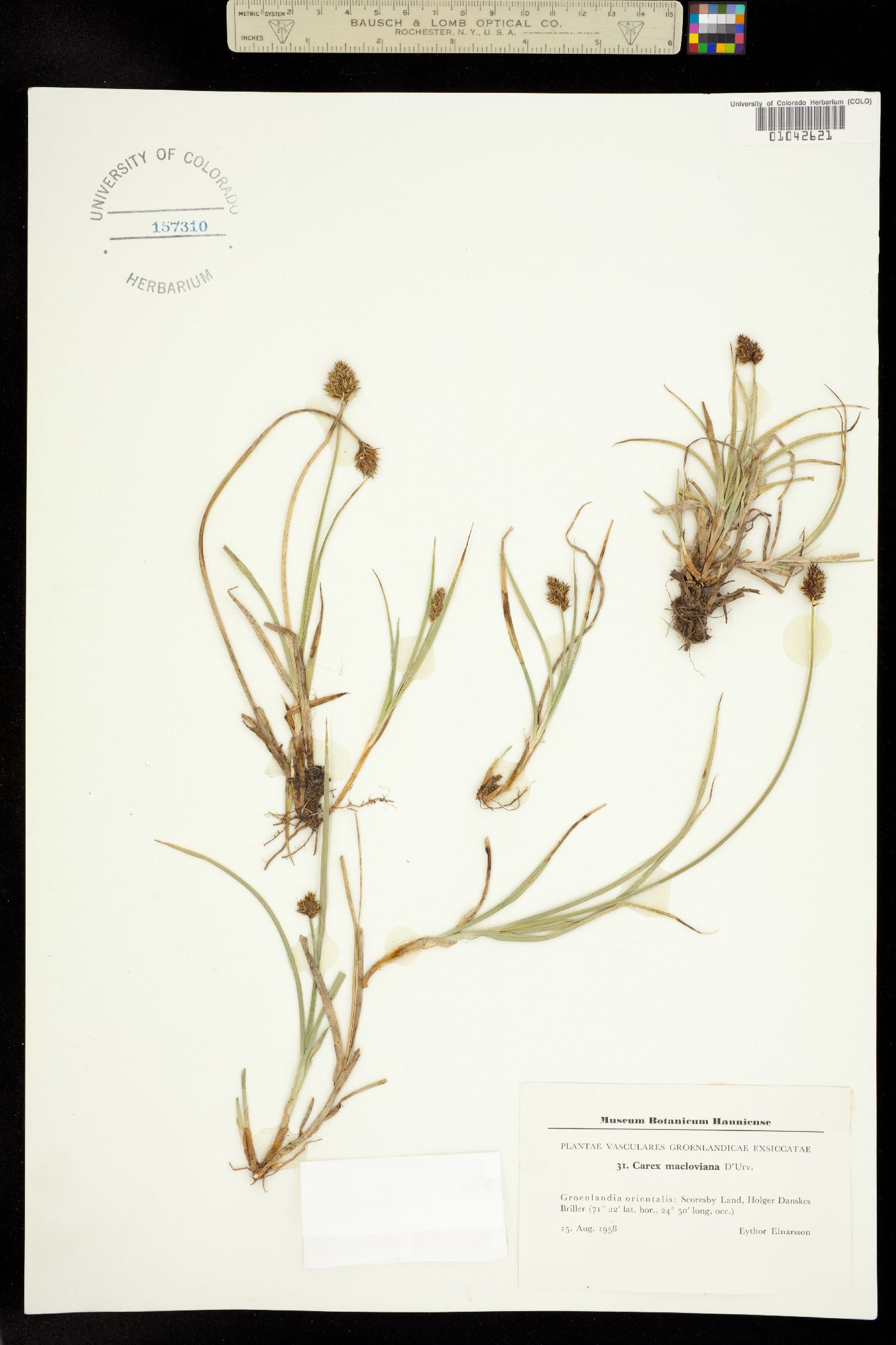 Carex macloviana image