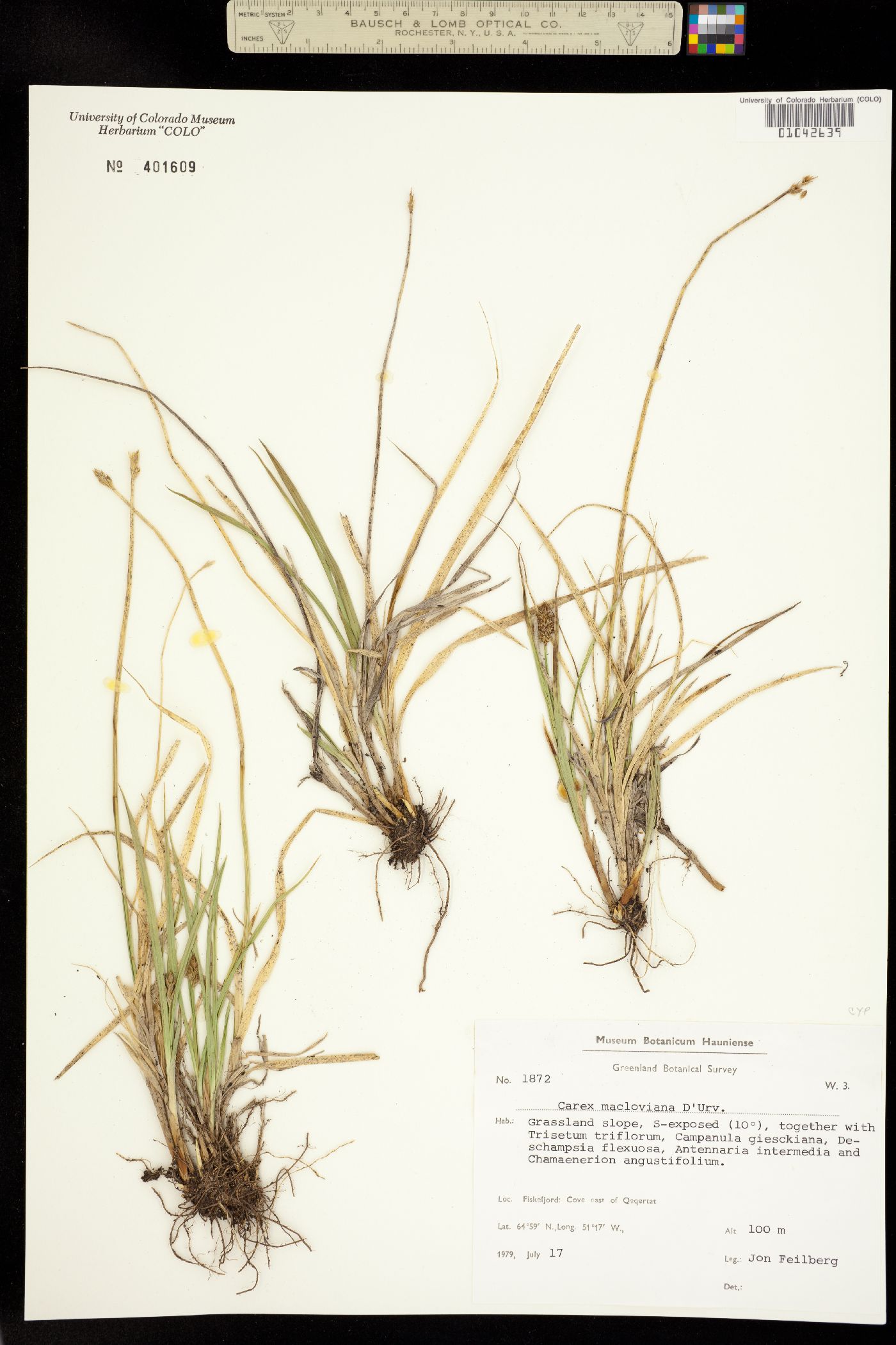 Carex macloviana image