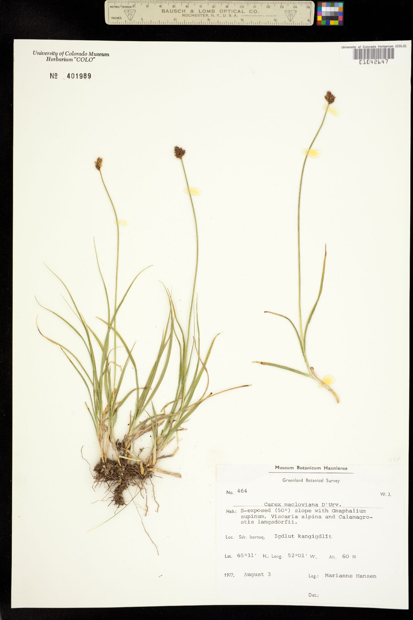 Carex macloviana image