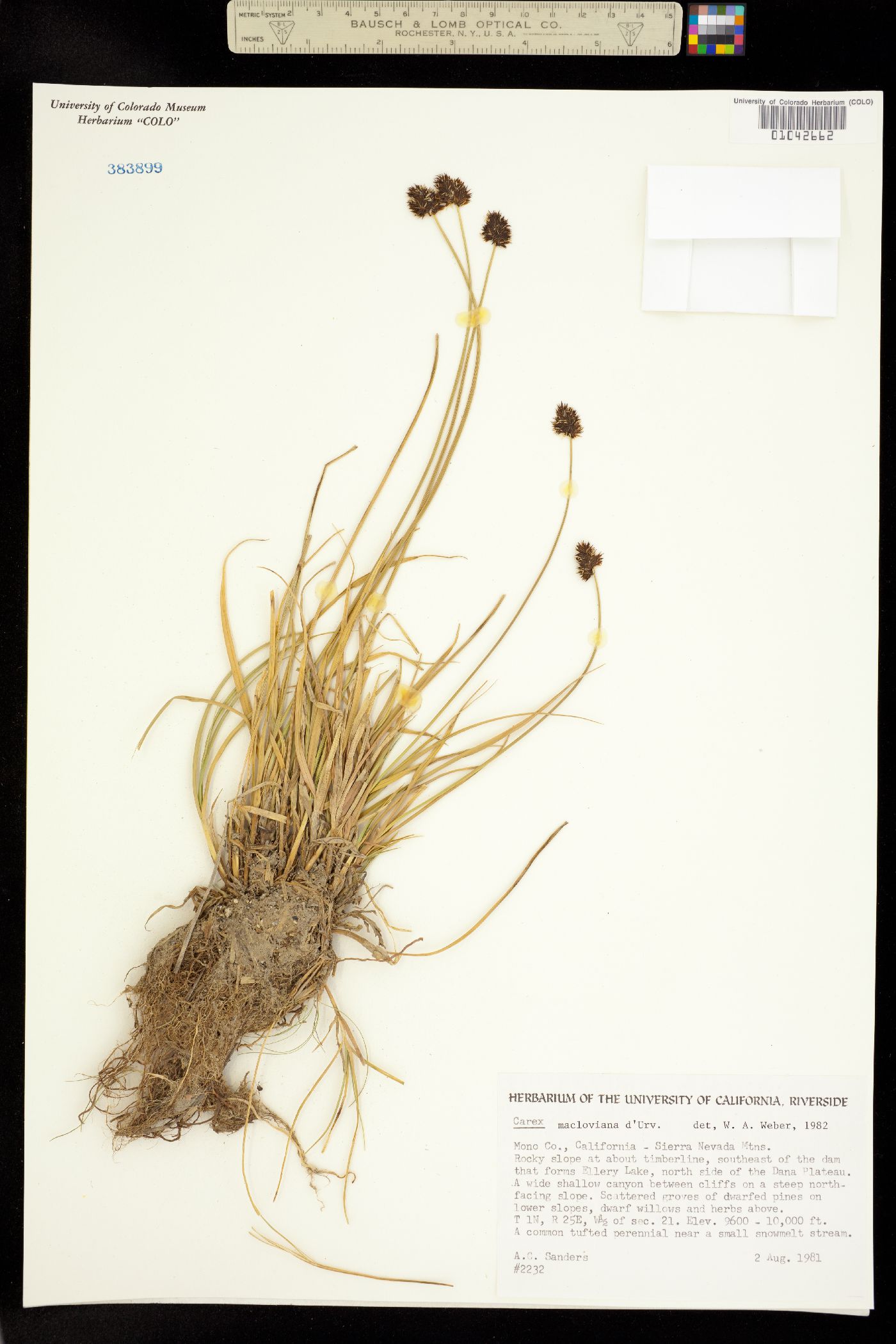 Carex macloviana image