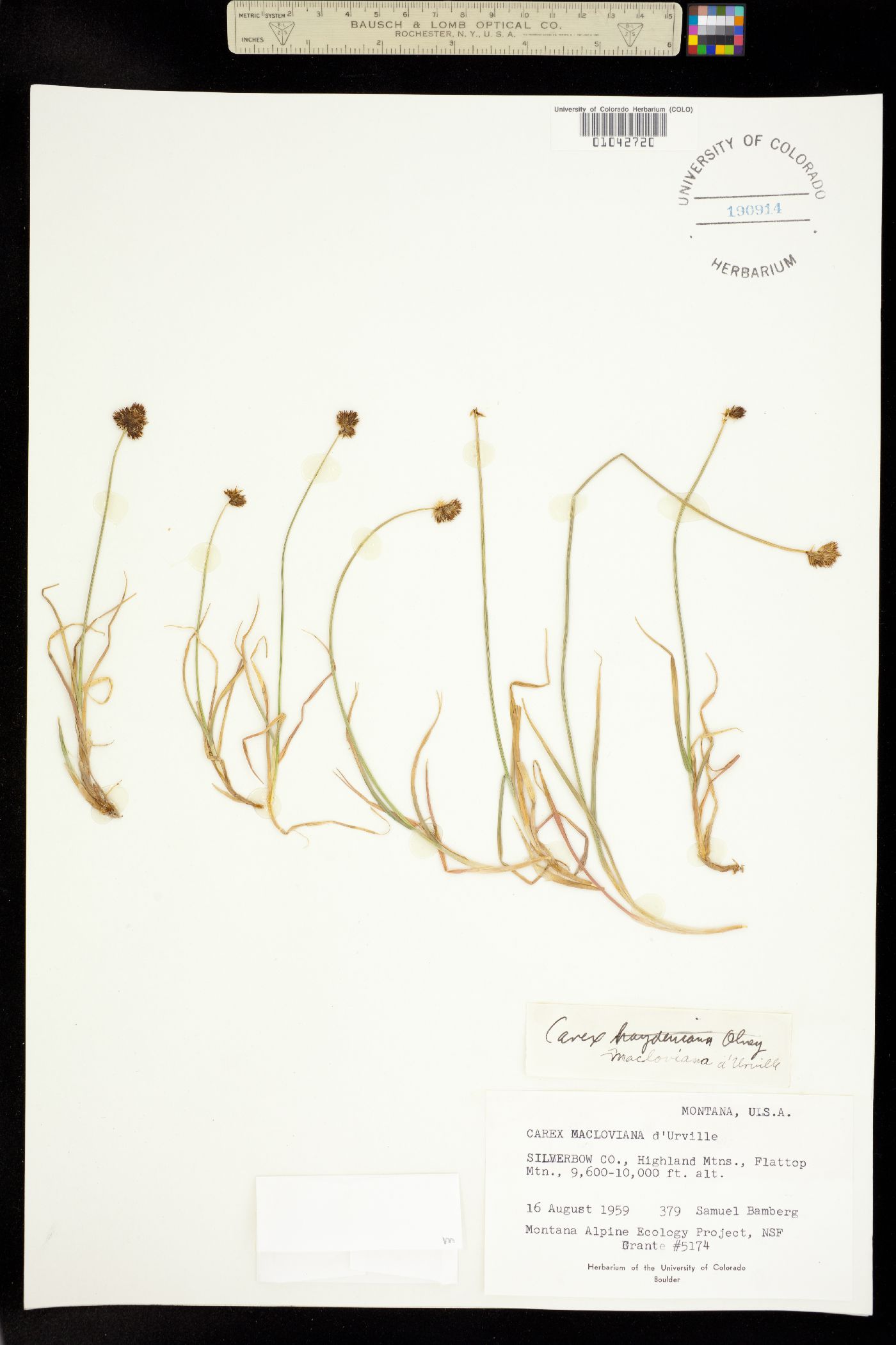 Carex macloviana image