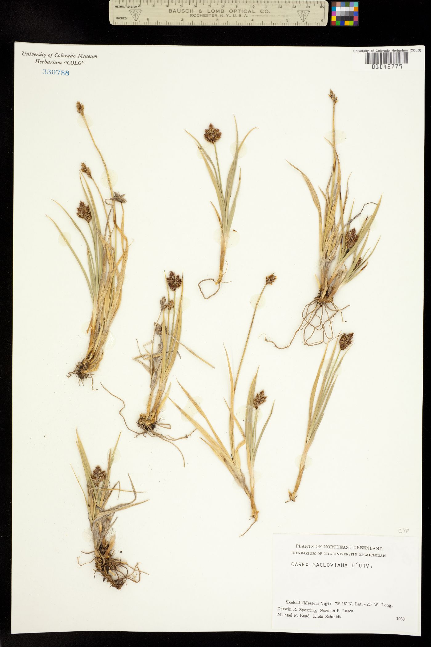 Carex macloviana image