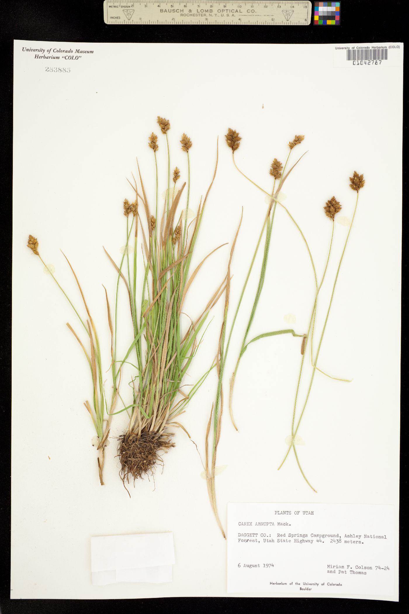 Carex macloviana image