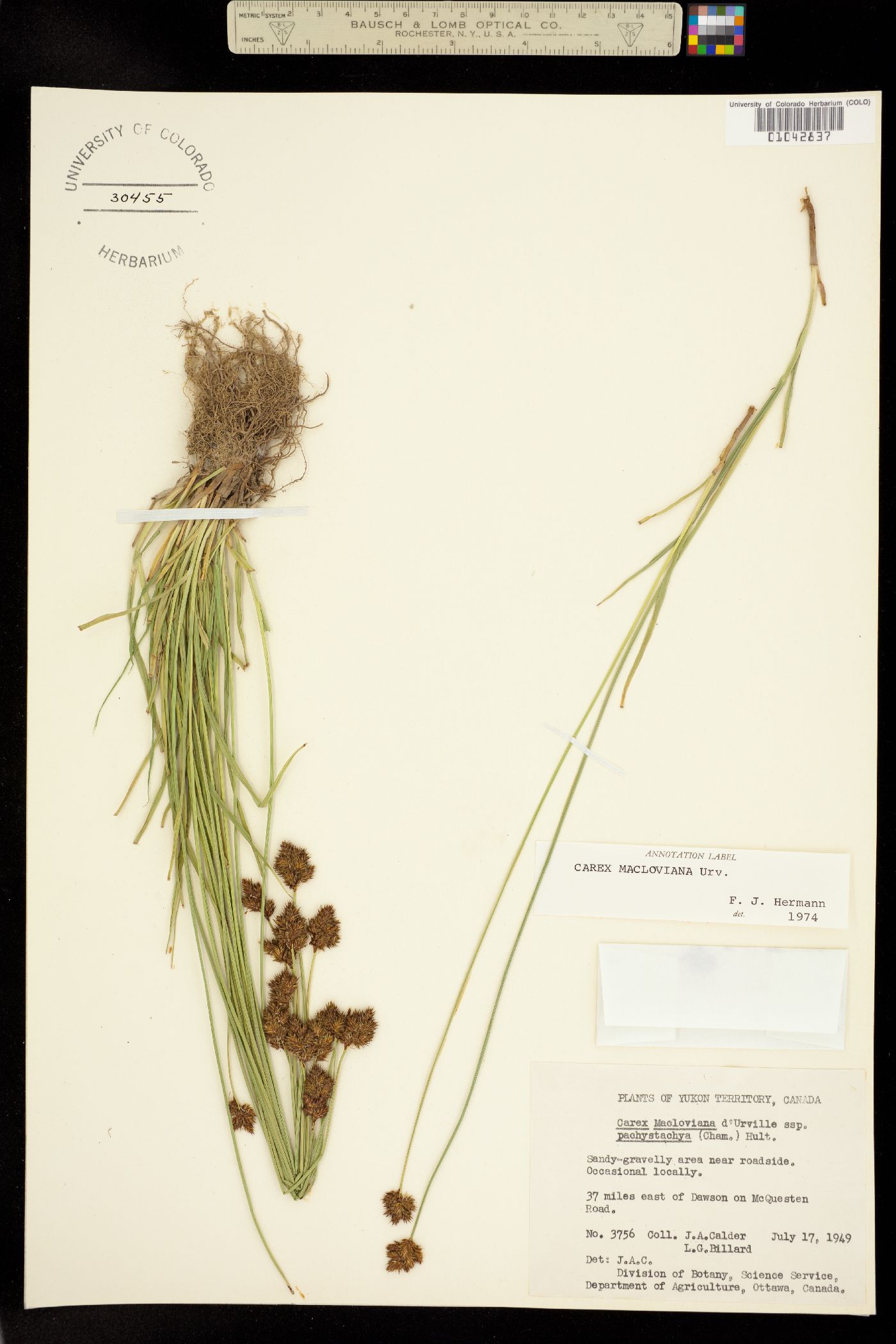 Carex macloviana image