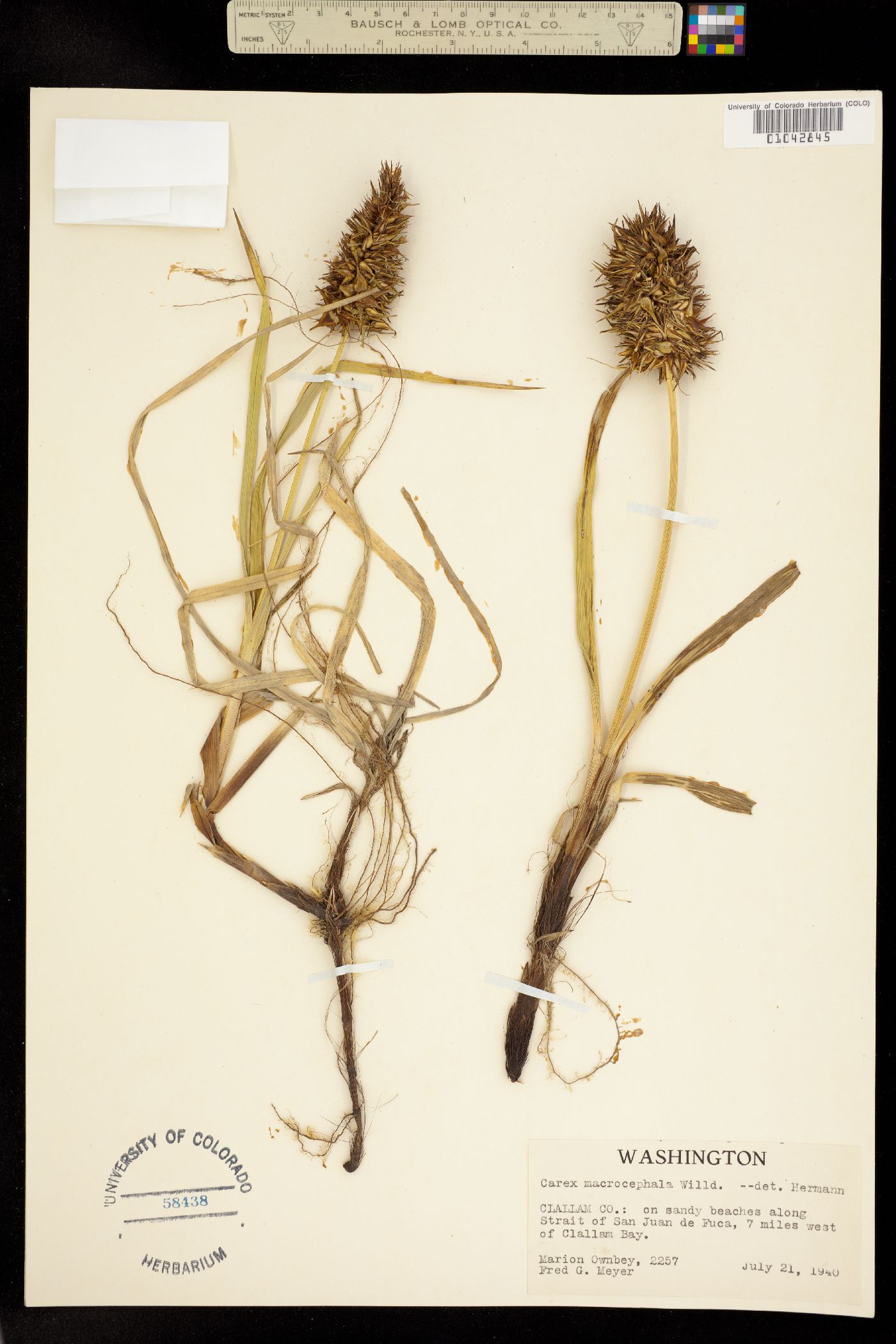 Carex macrocephala image