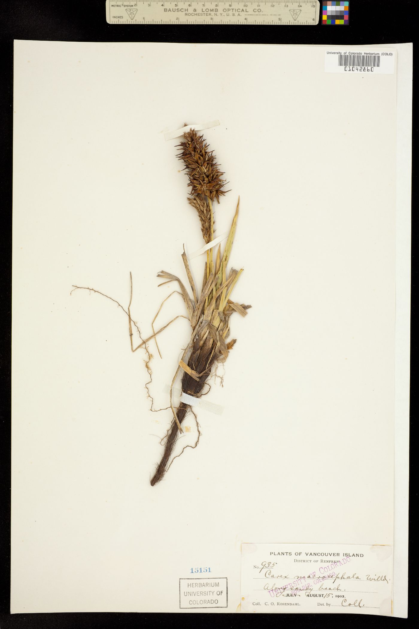 Carex macrocephala image