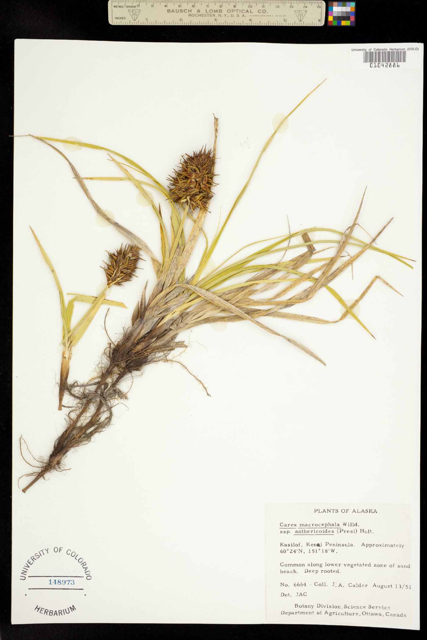 Carex macrocephala image