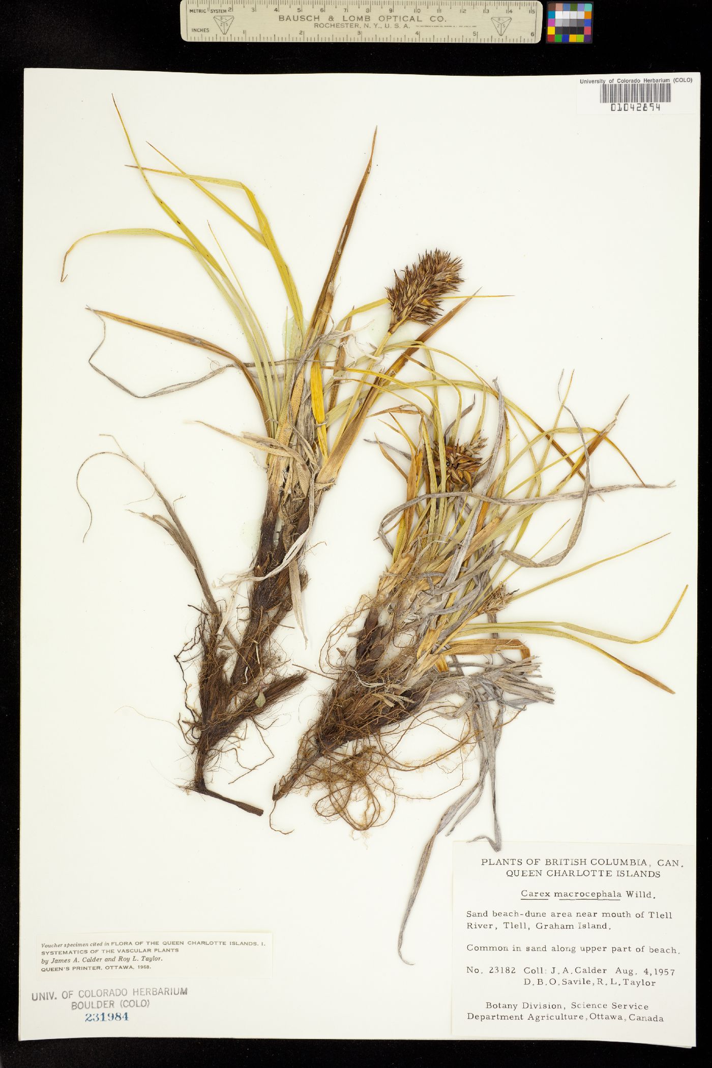 Carex macrocephala image