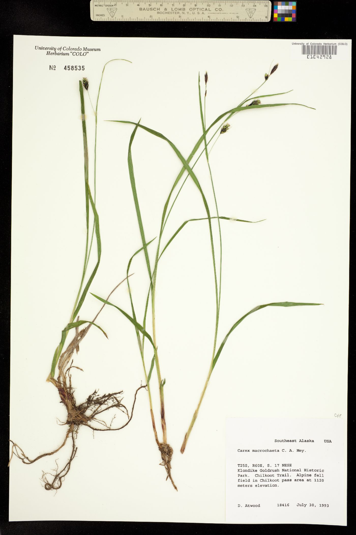 Carex macrochaeta image