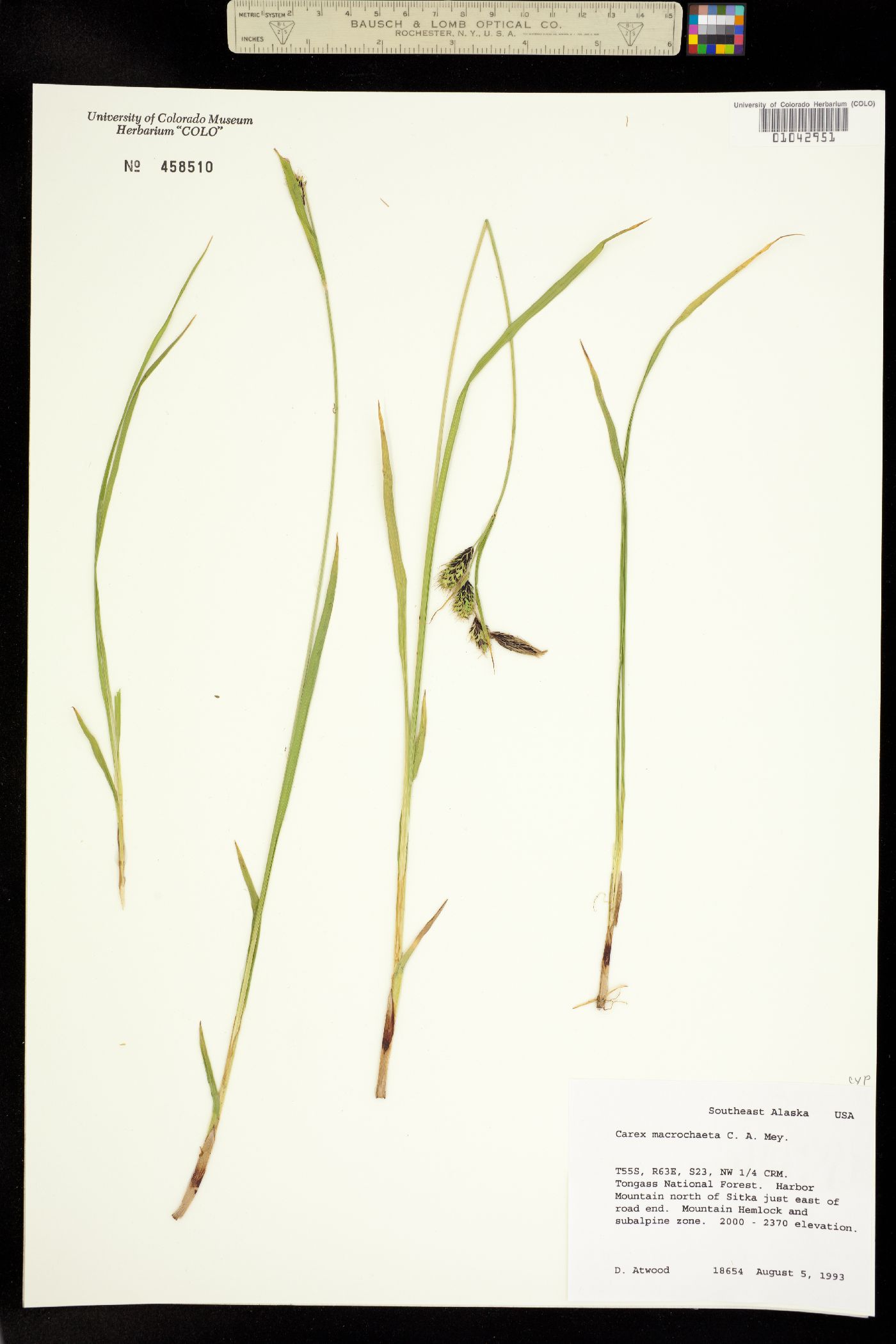 Carex macrochaeta image