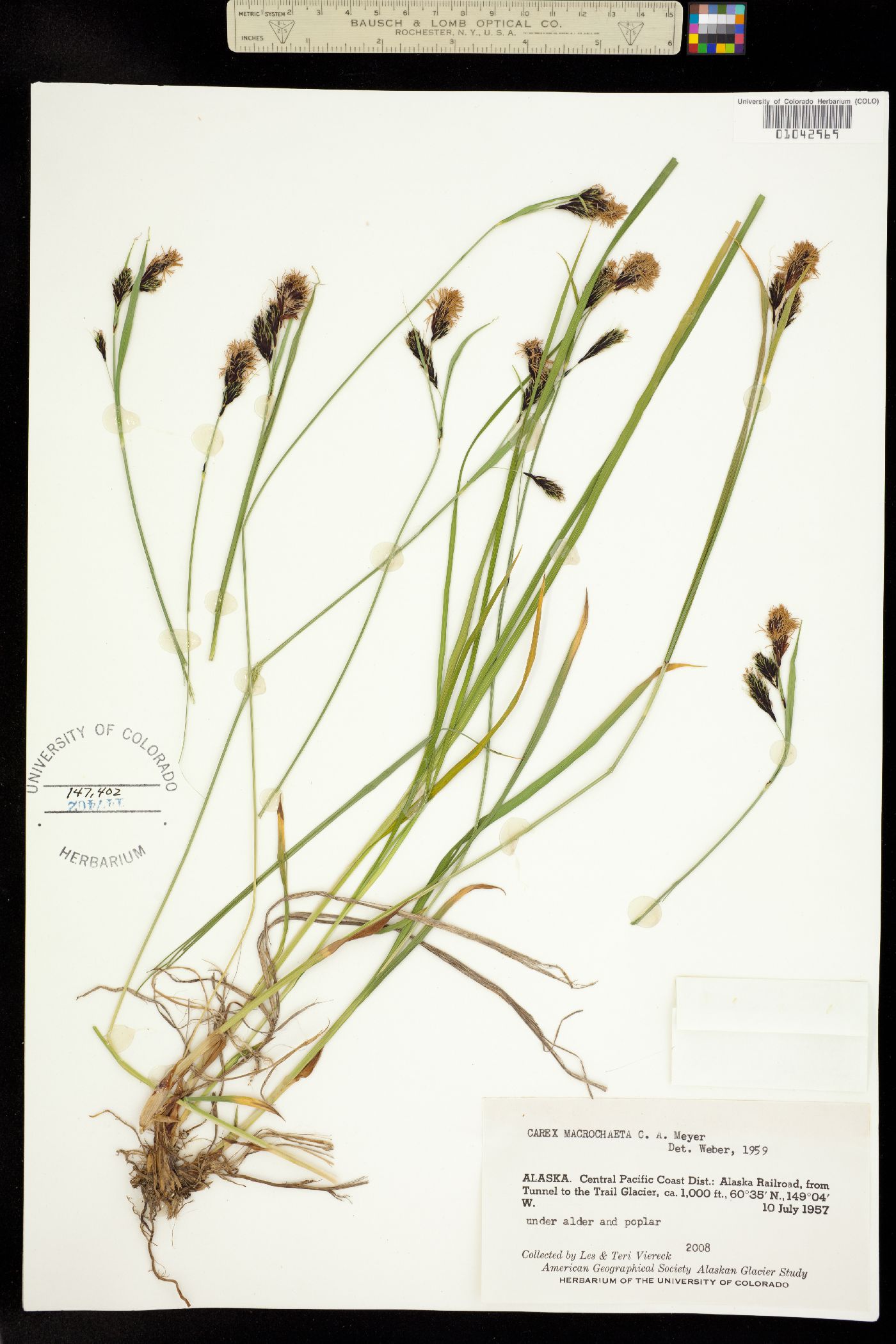 Carex macrochaeta image