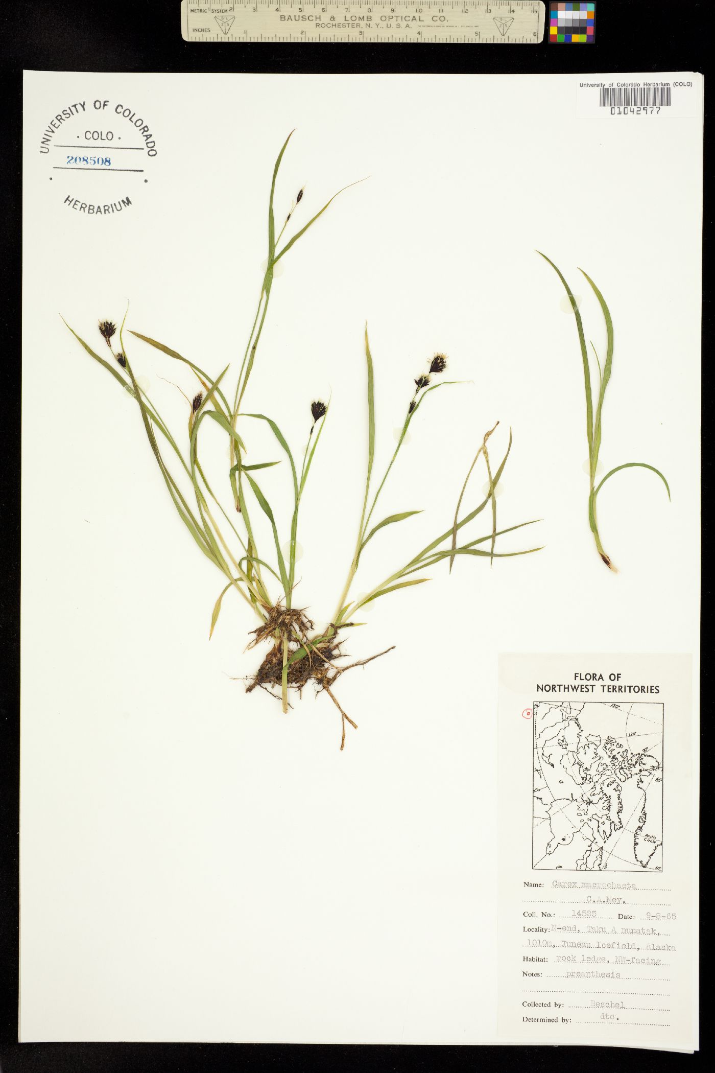 Carex macrochaeta image