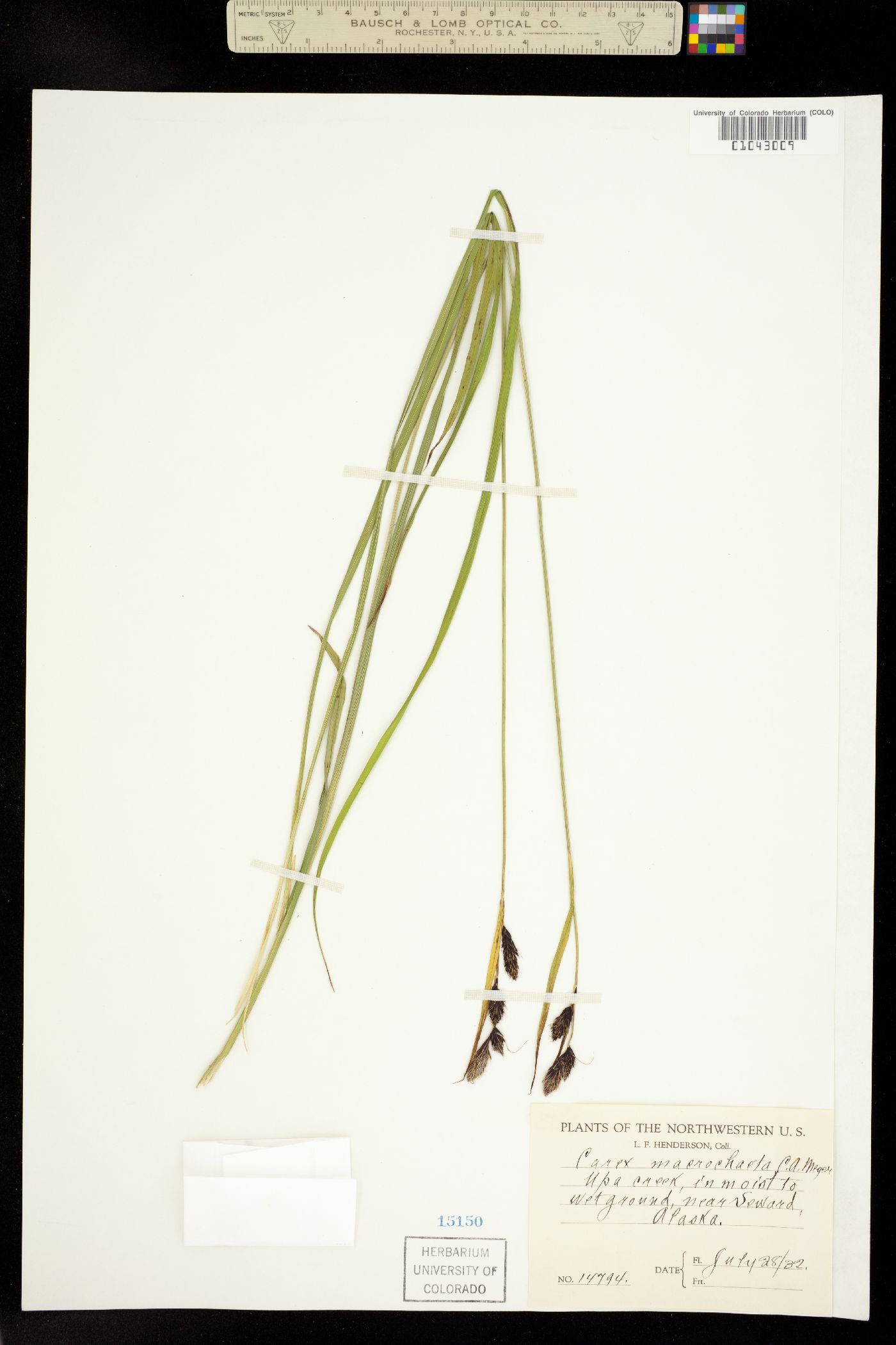 Carex macrochaeta image