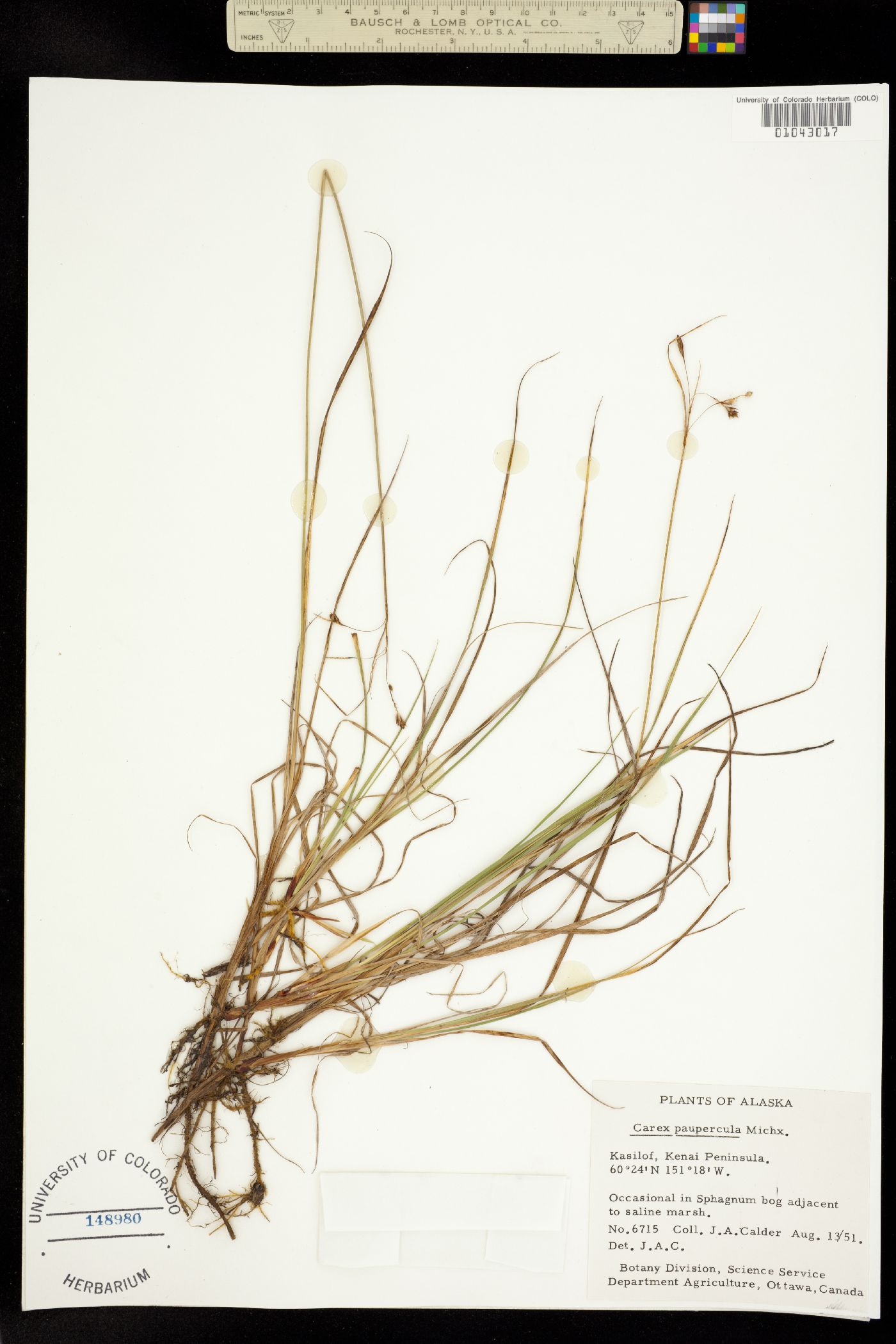 Carex magellanica ssp. irrigua image