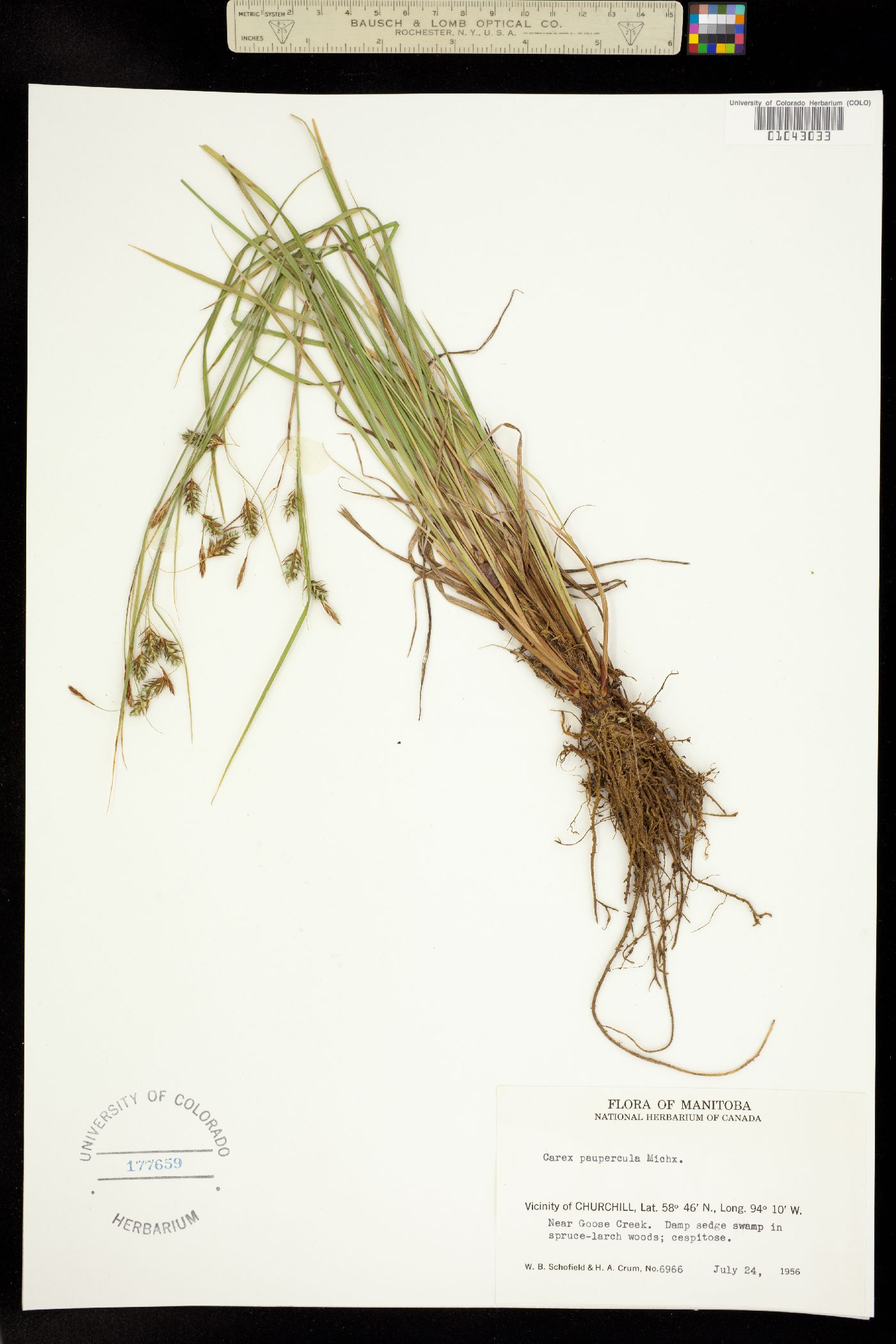 Carex magellanica image