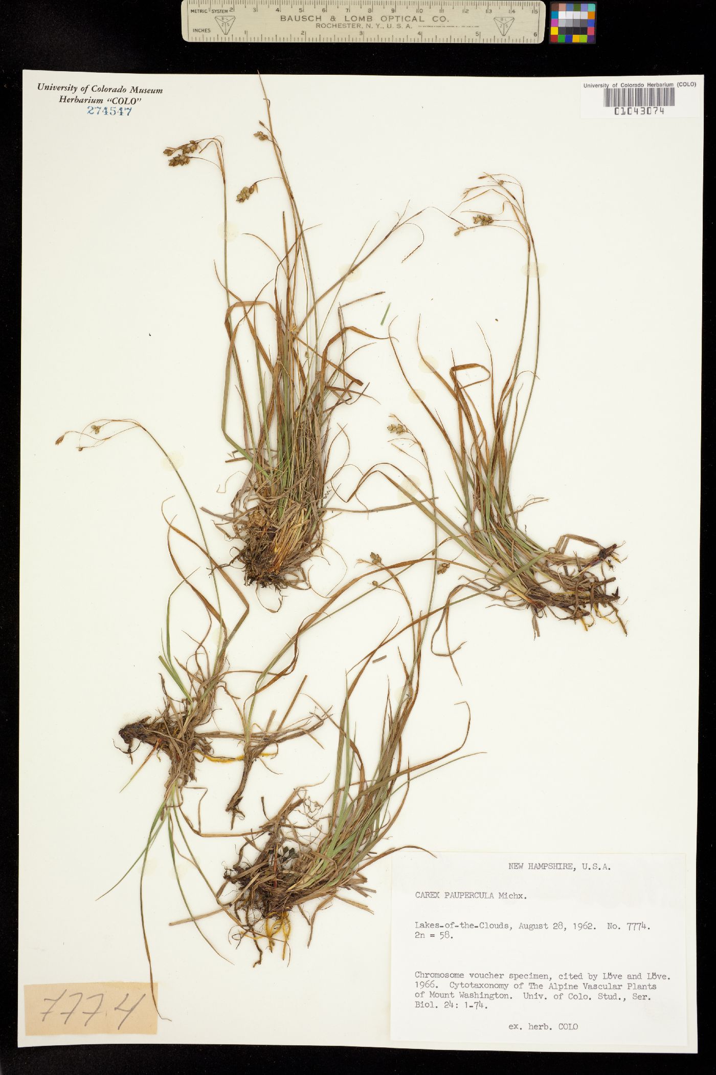 Carex magellanica image