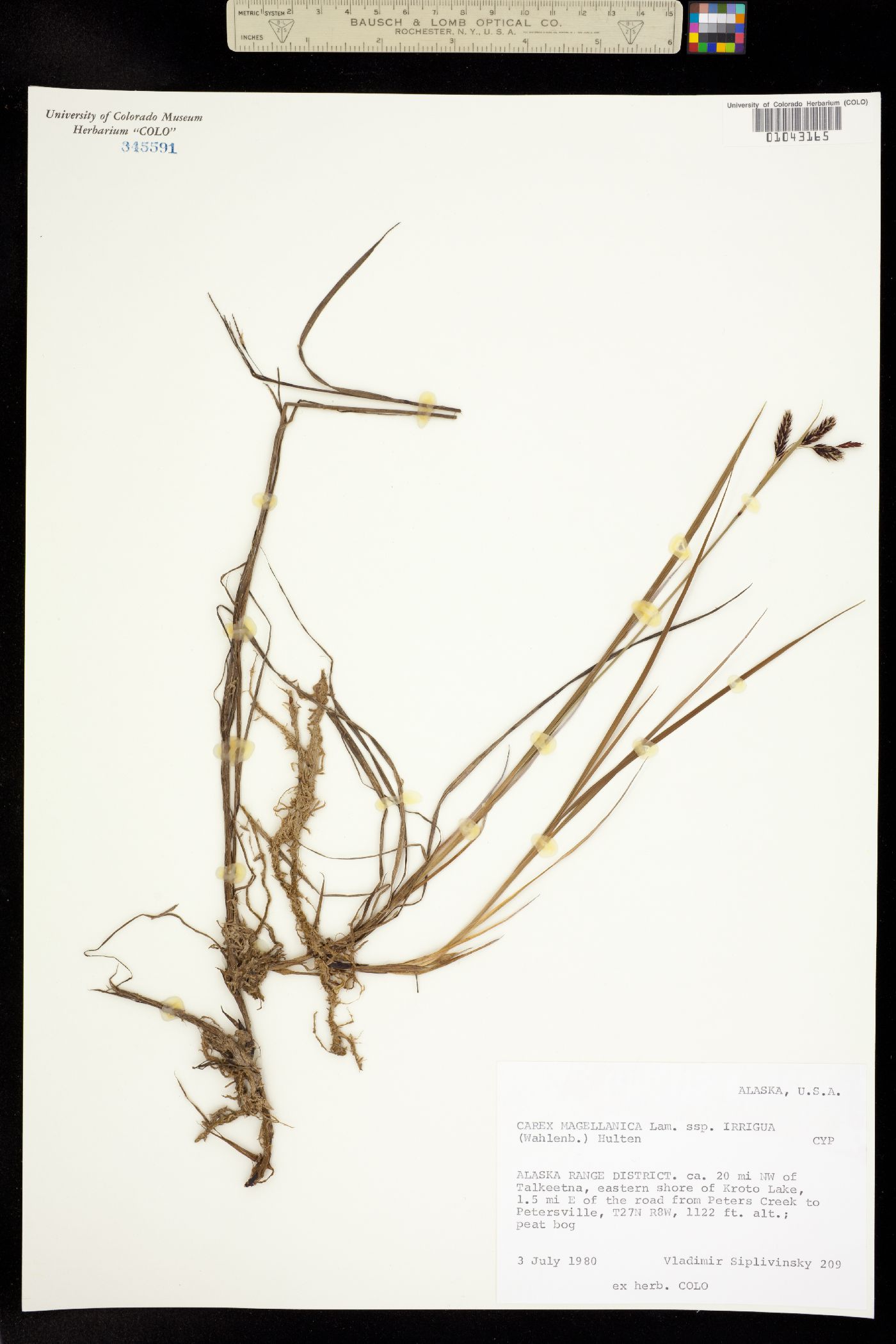 Carex magellanica image