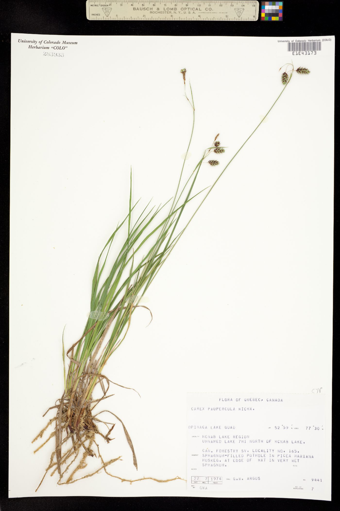 Carex magellanica image