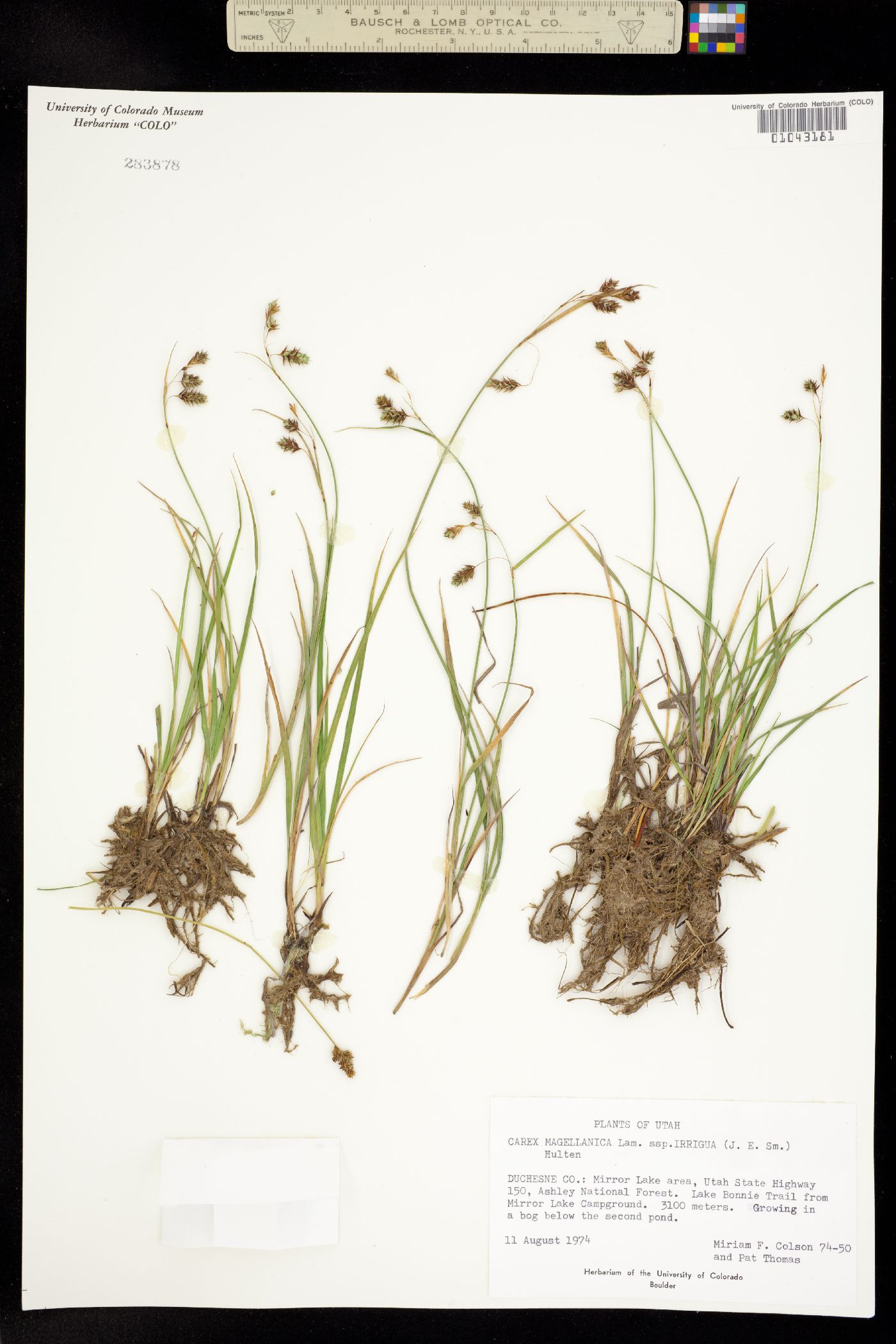Carex magellanica image