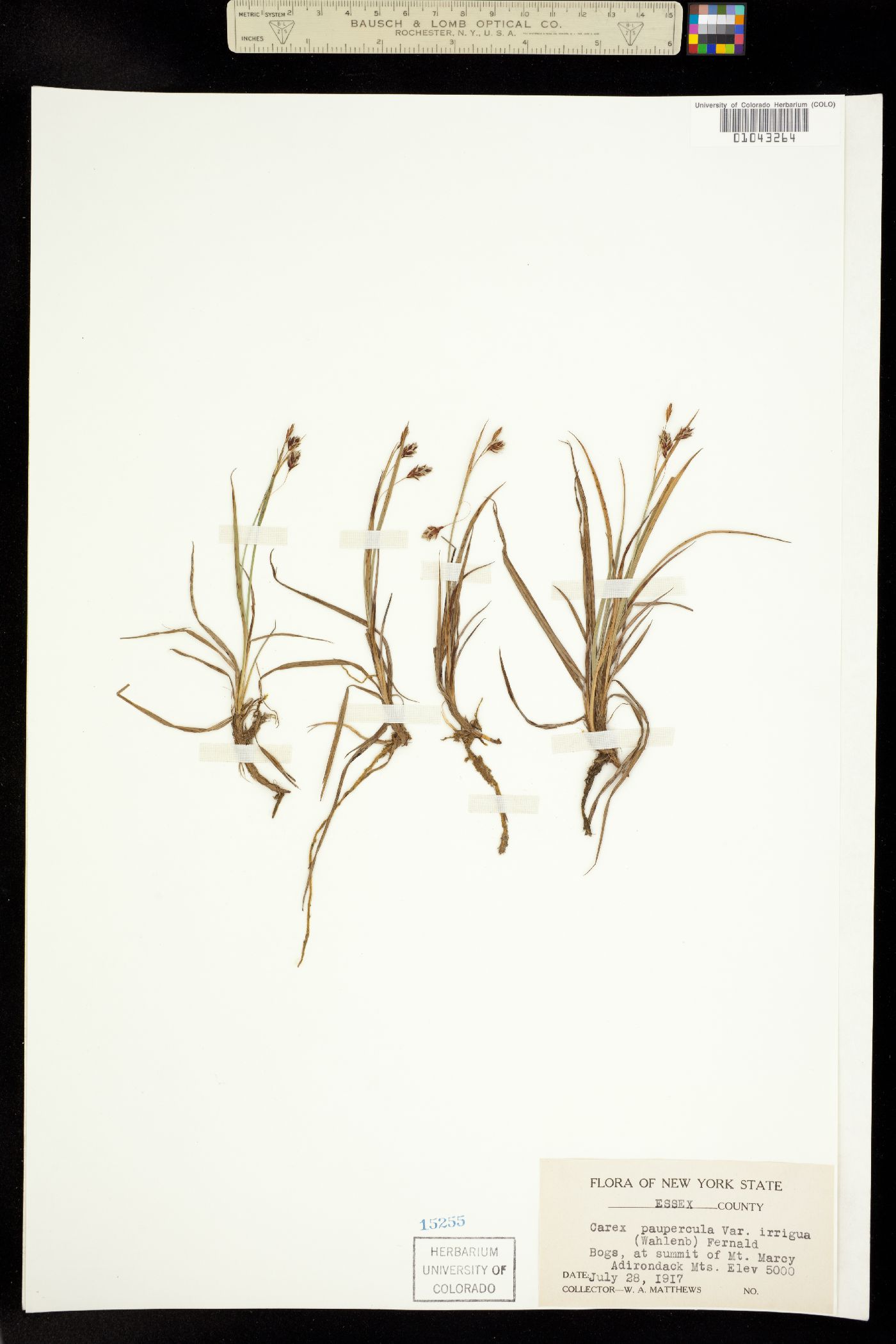 Carex magellanica image