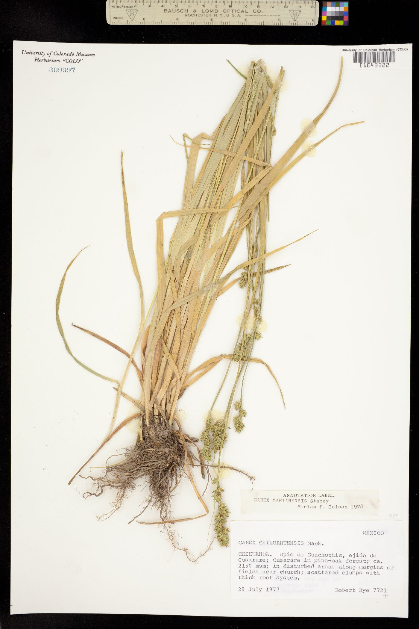 Carex marianensis image