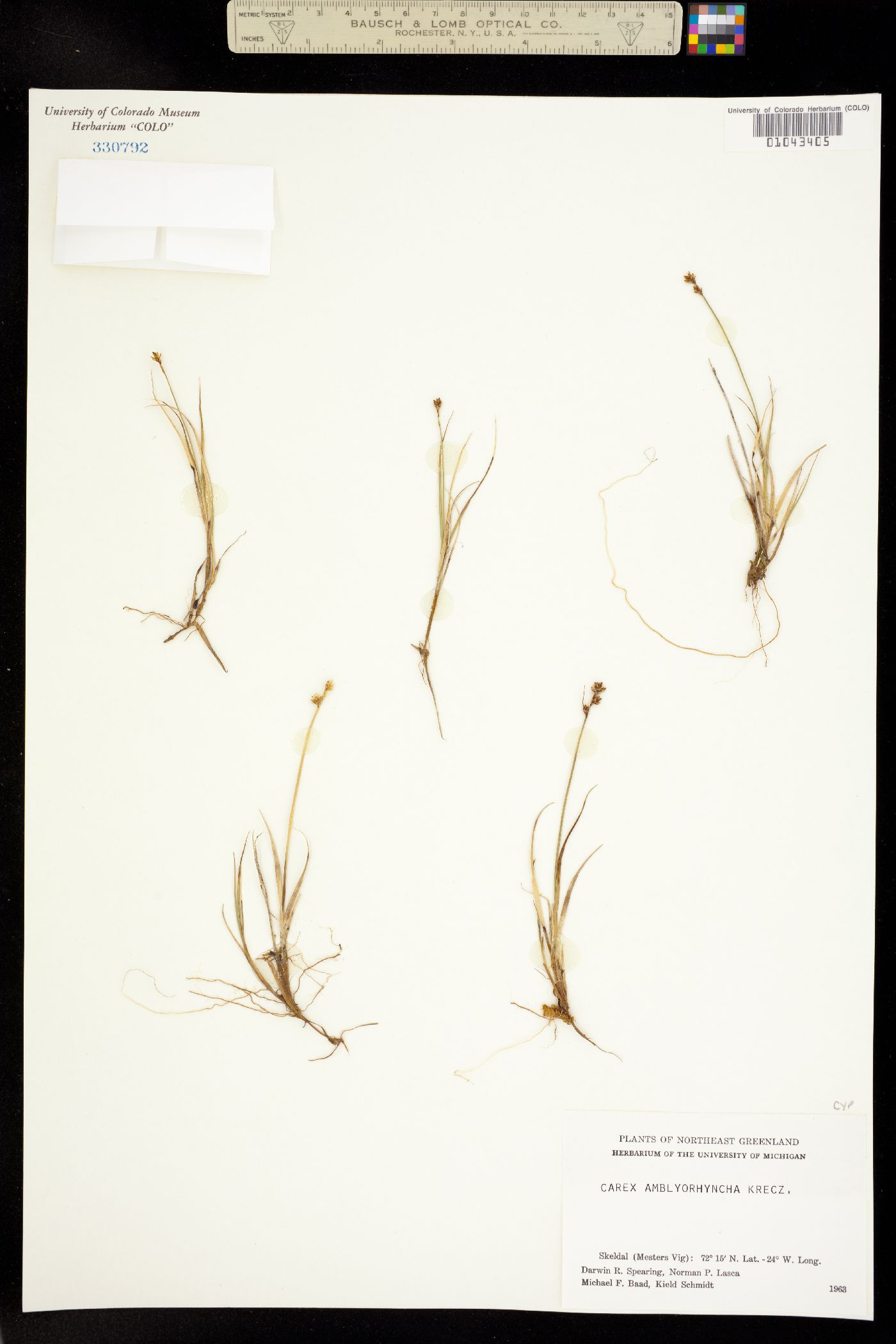 Carex marina image