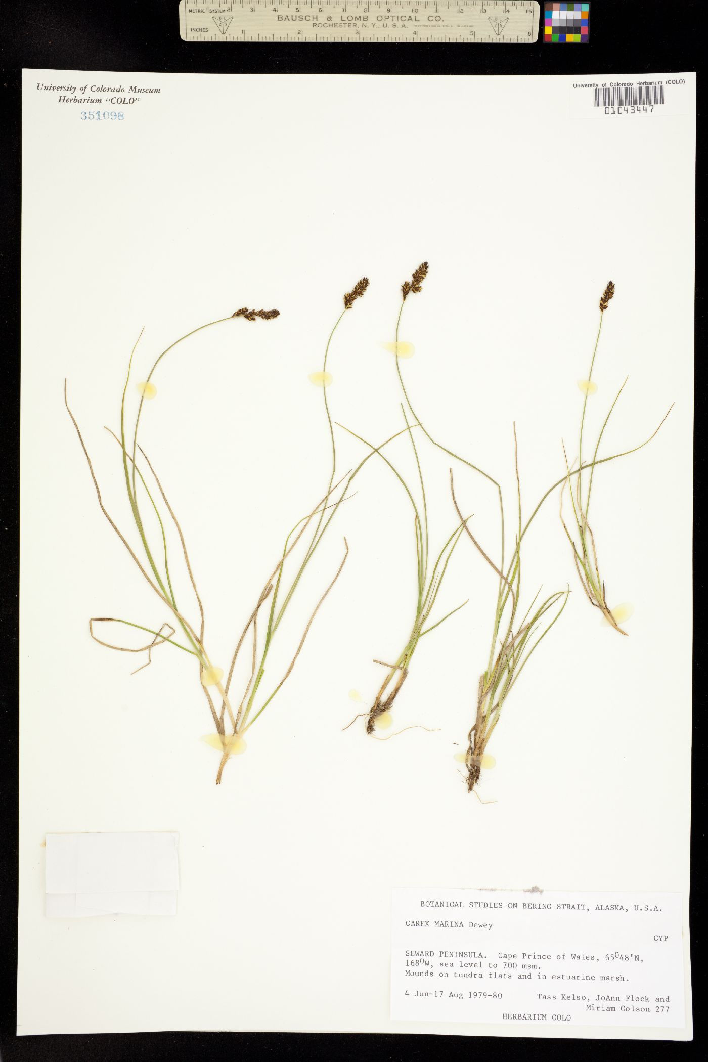 Carex marina image