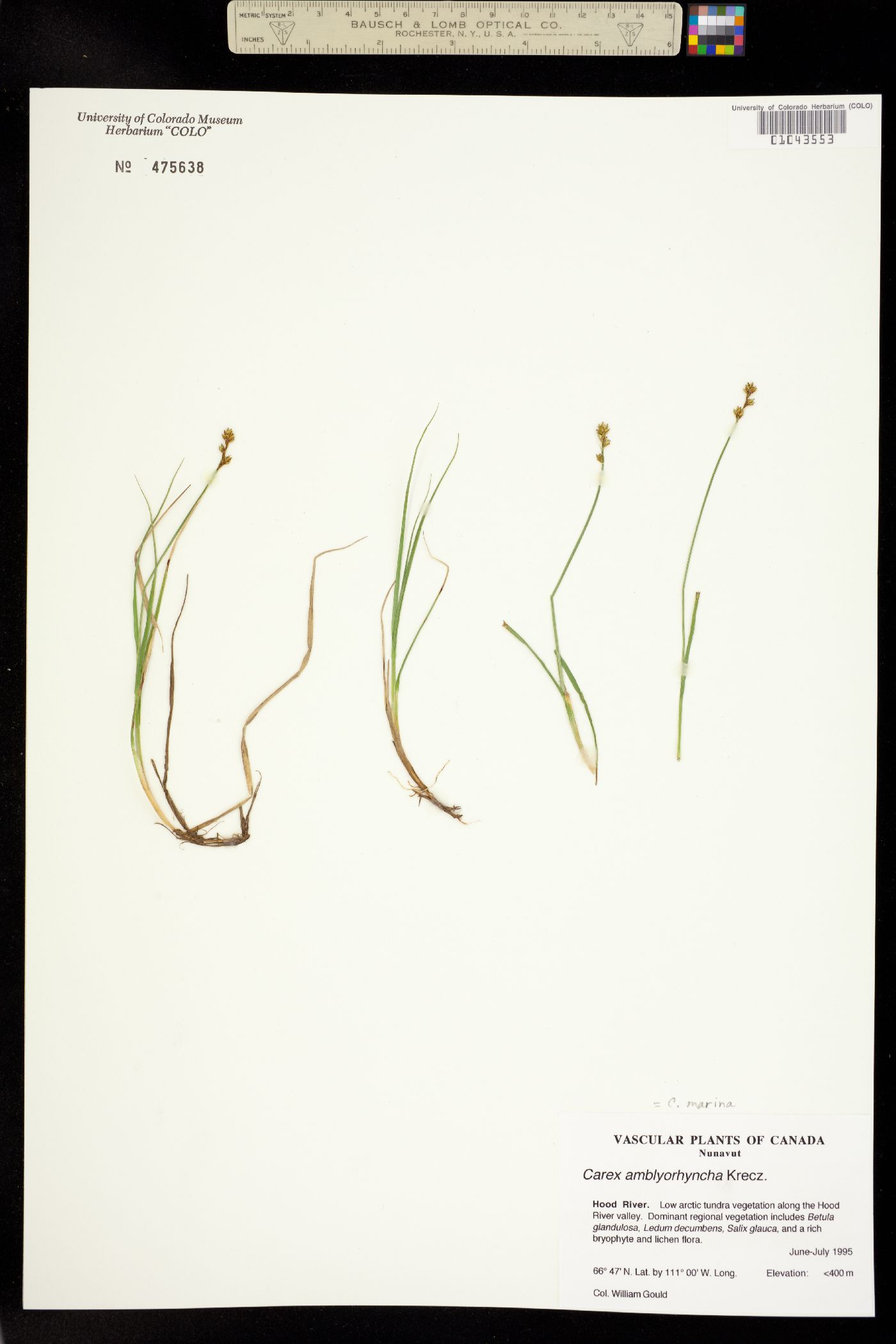Carex marina image