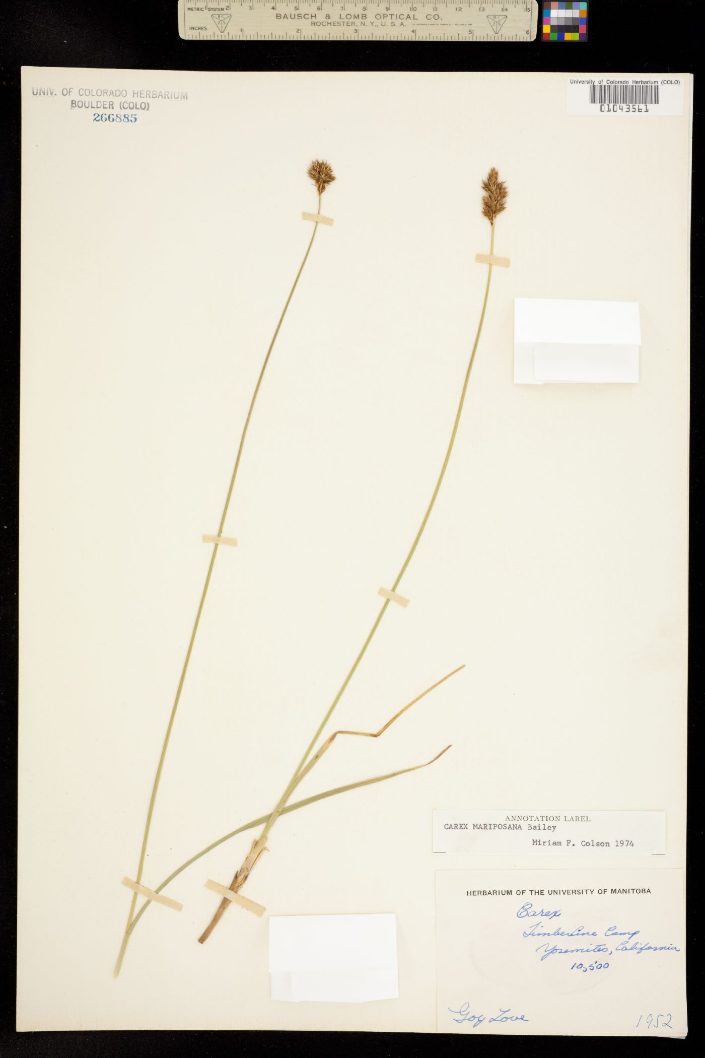 Carex mariposana image