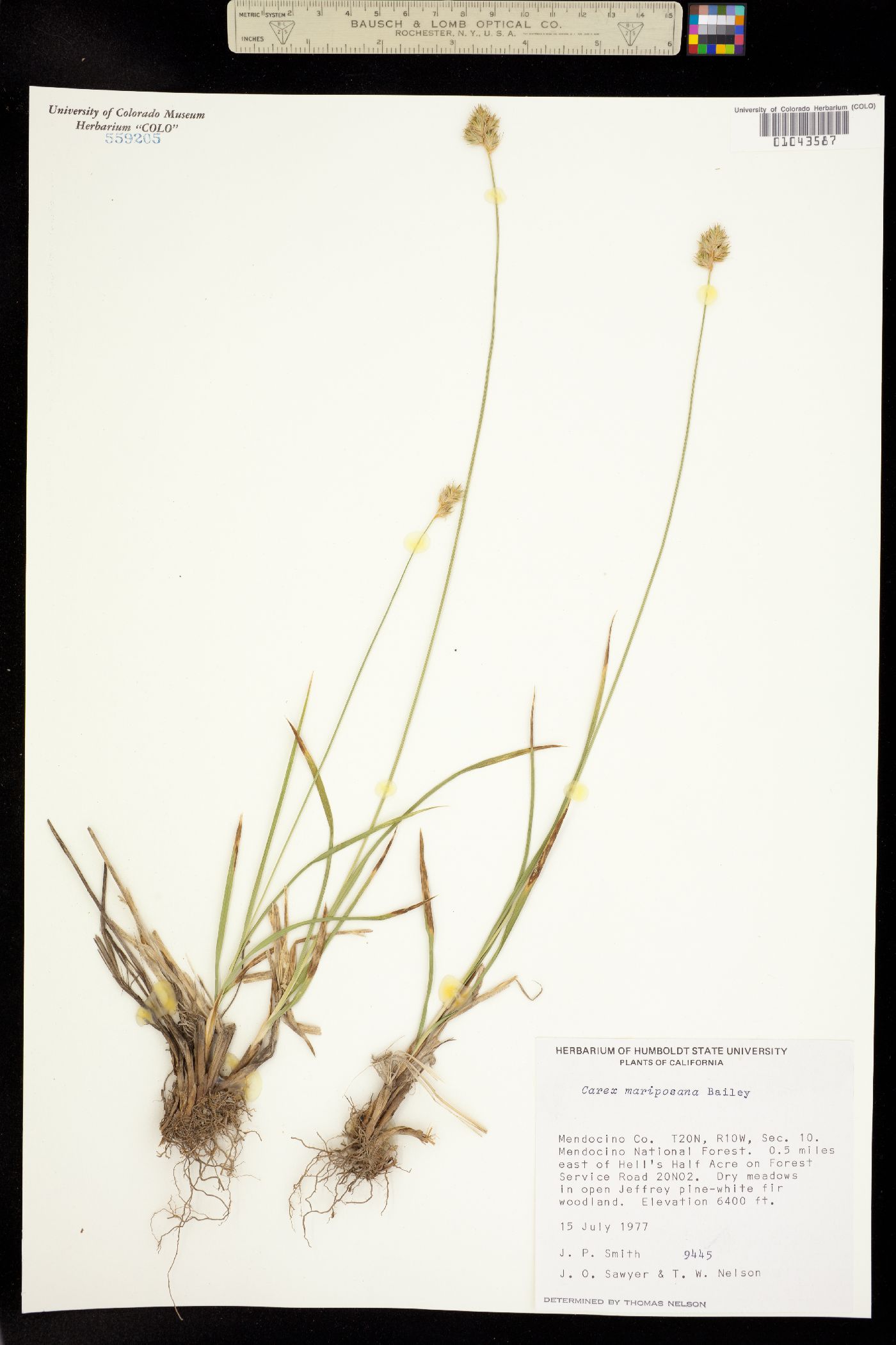 Carex mariposana image