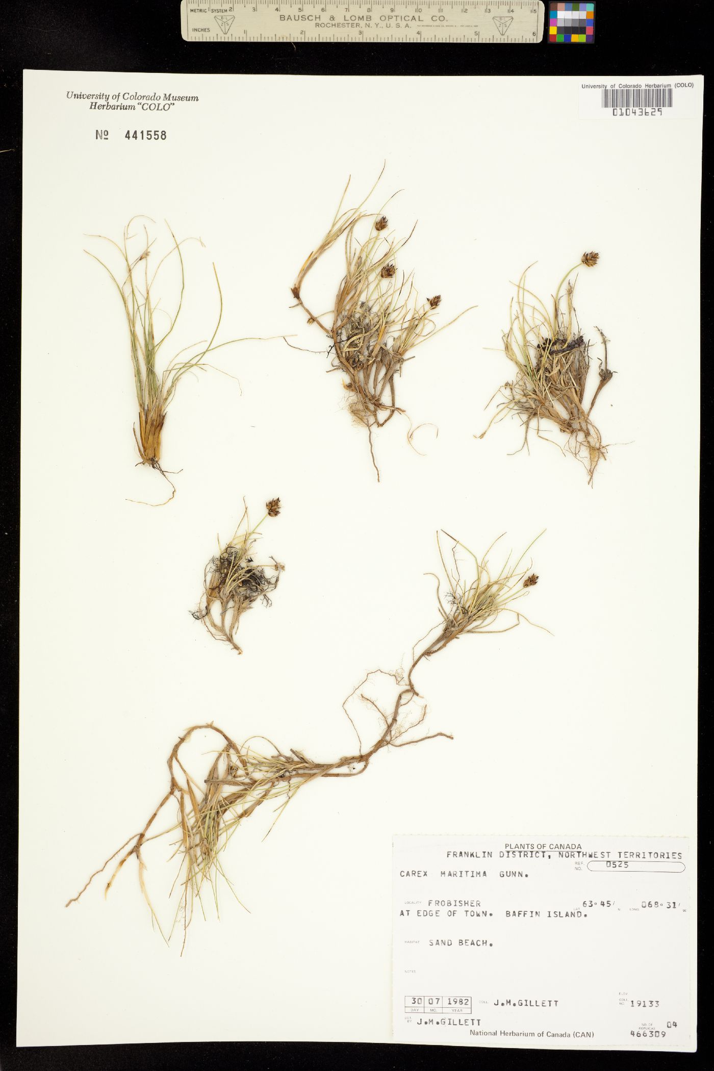 Carex maritima image