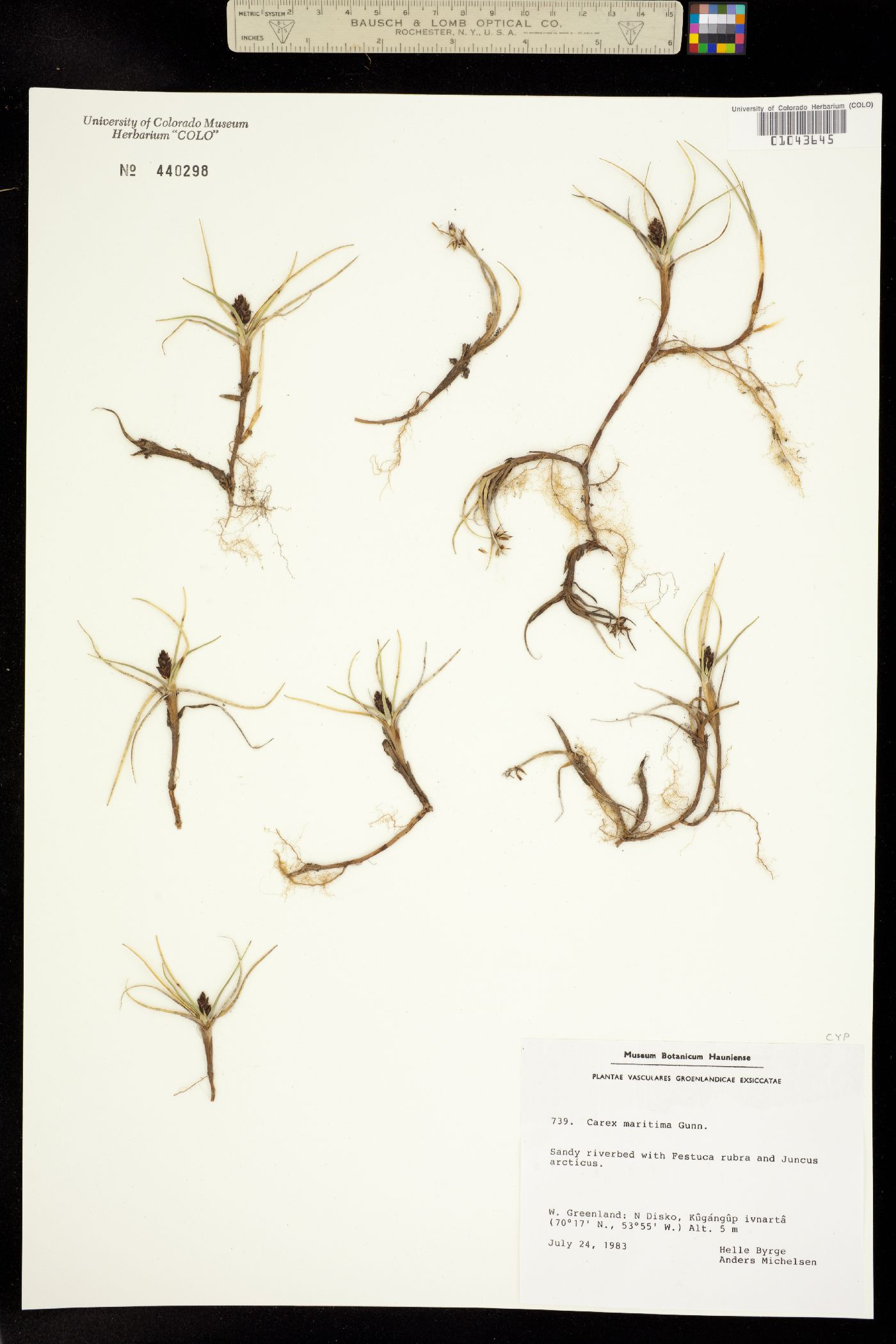 Carex maritima image