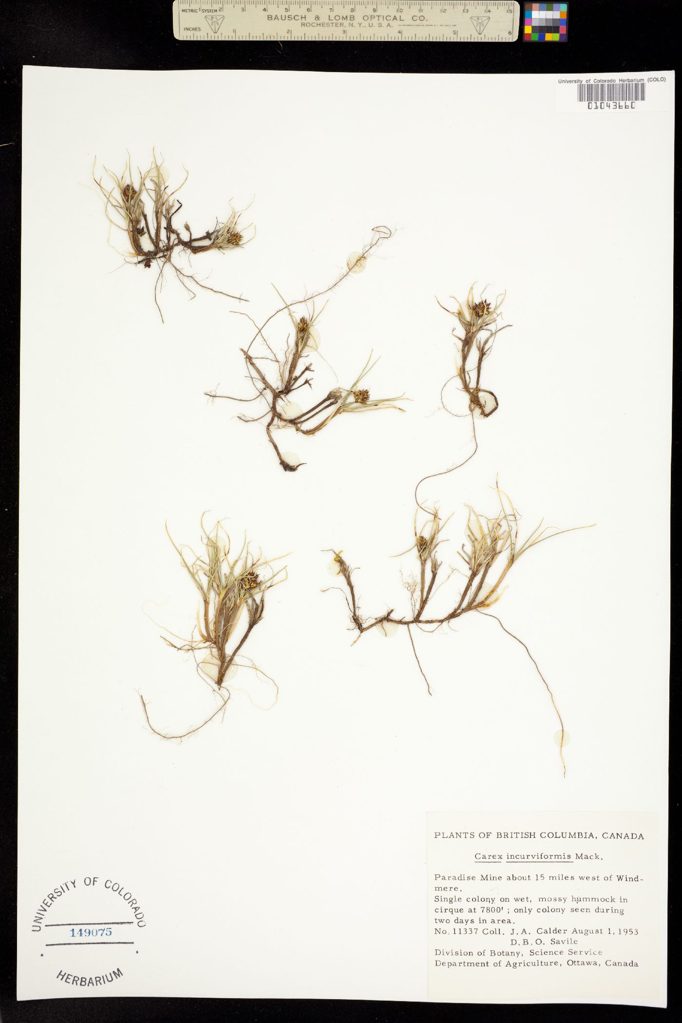 Carex maritima image