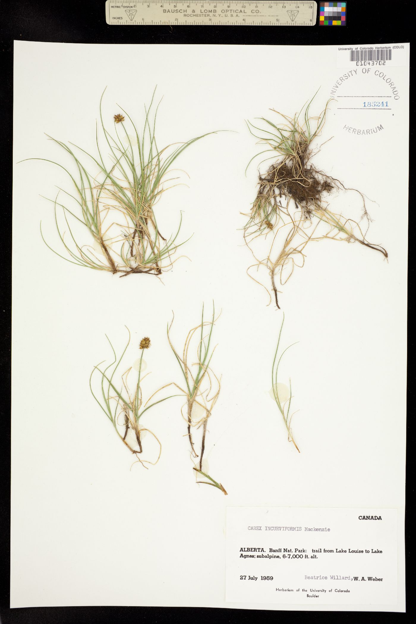 Carex maritima image