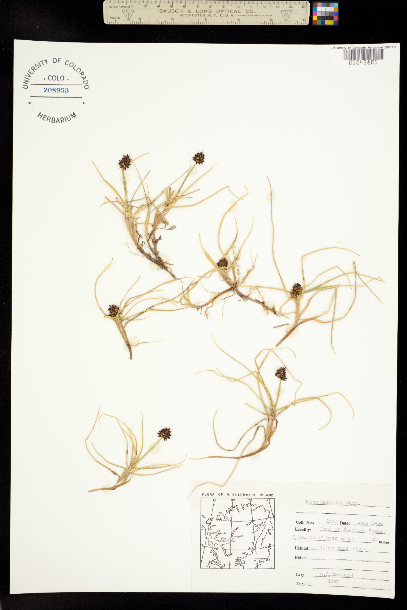 Carex maritima image