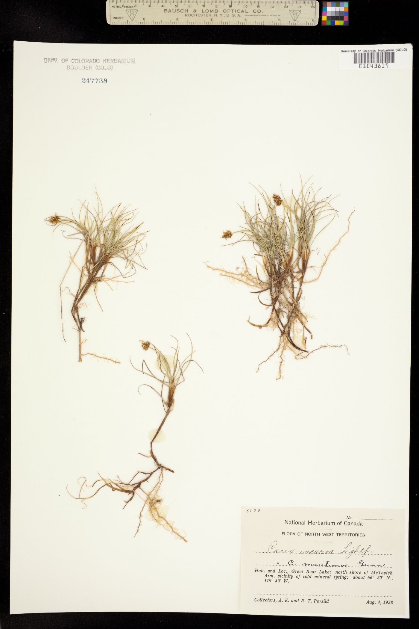 Carex maritima image