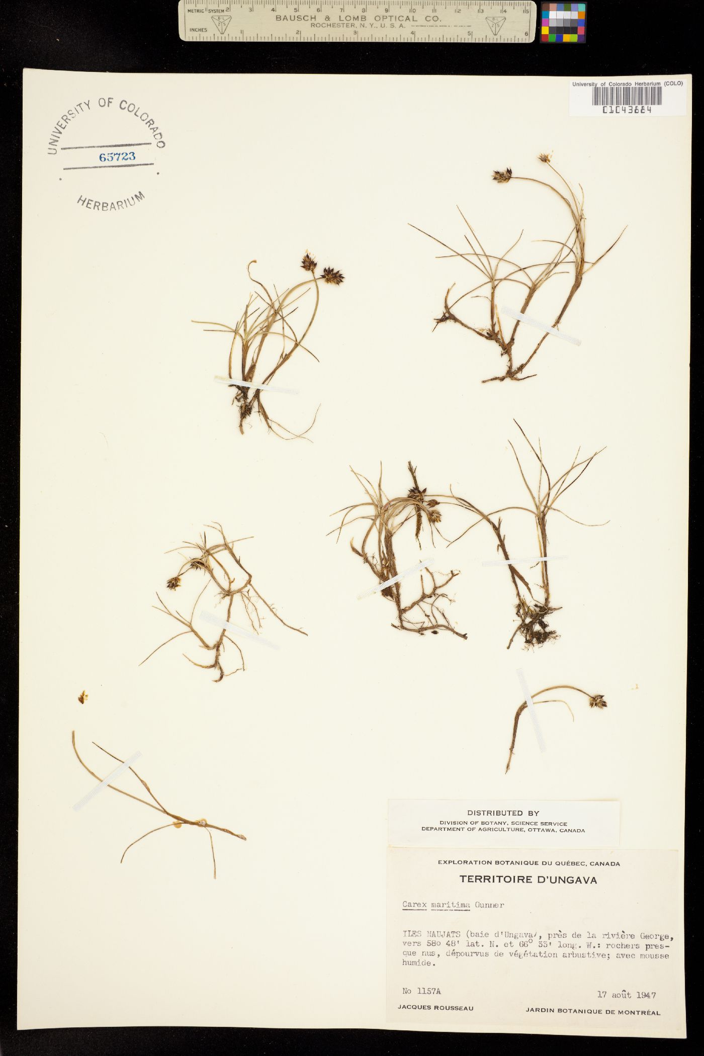 Carex maritima image