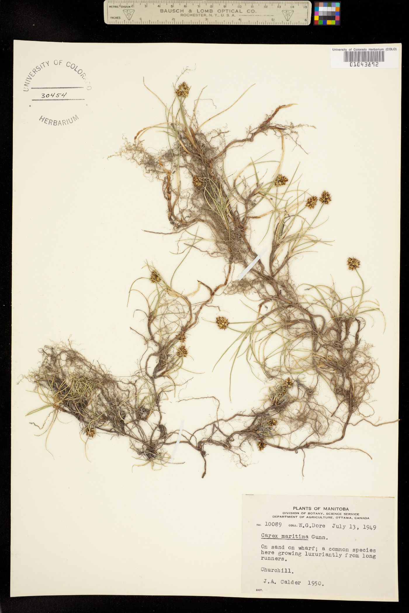 Carex maritima image