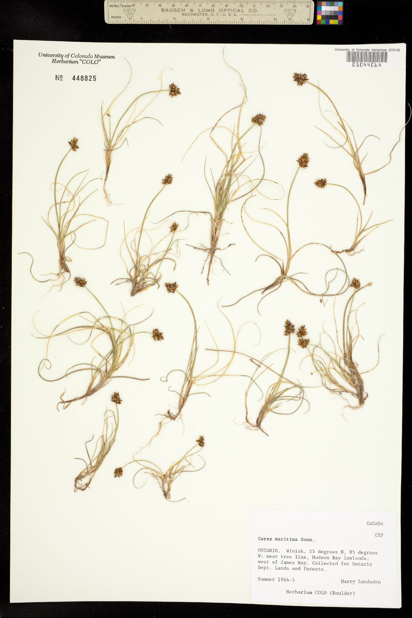 Carex maritima image