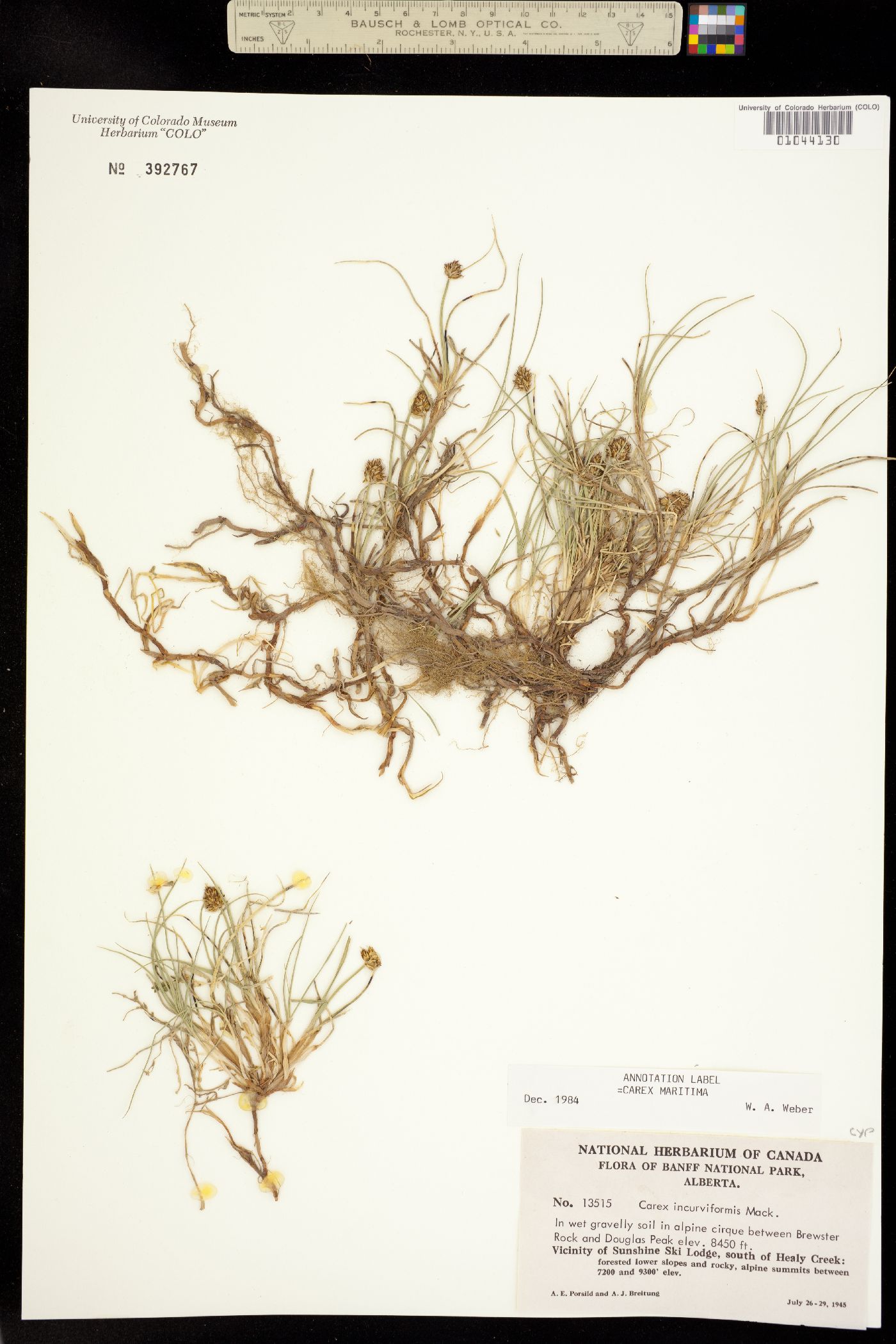 Carex maritima image