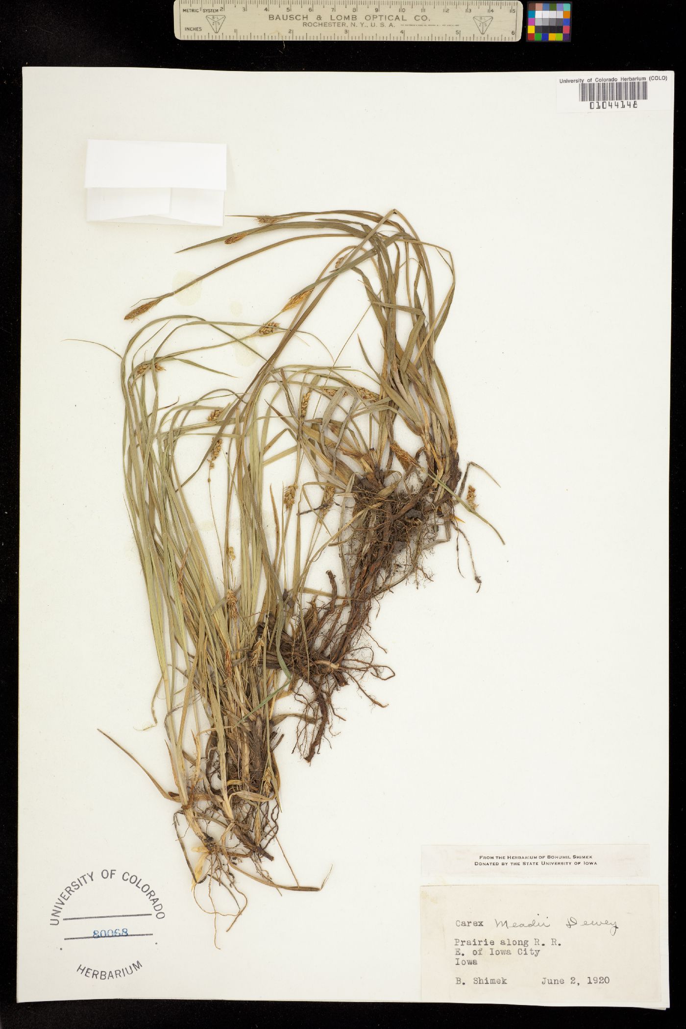 Carex meadii image
