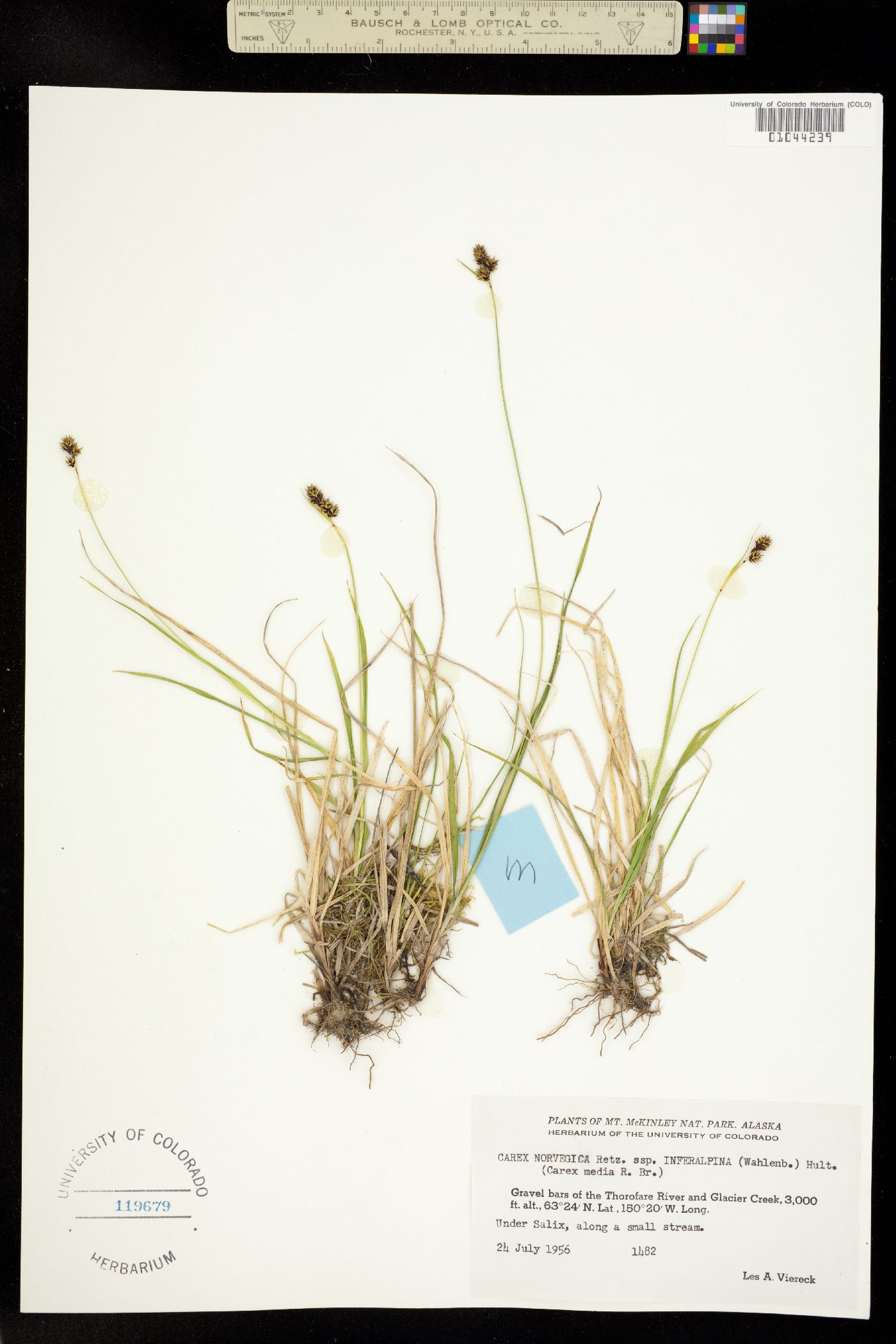 Carex media image