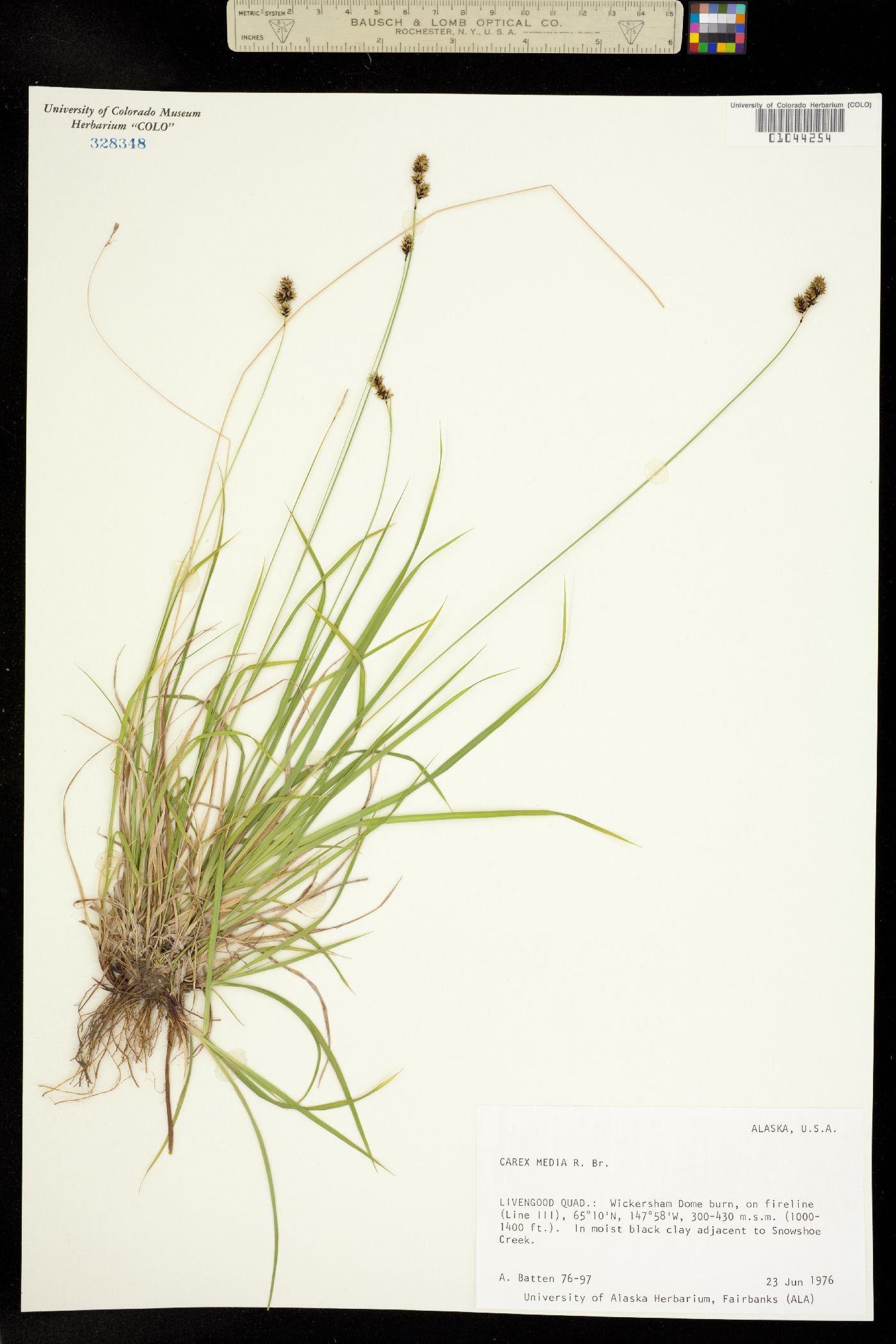 Carex media image