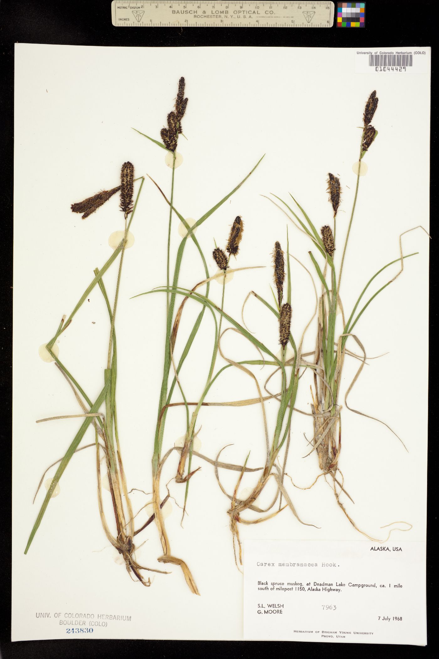 Carex membranacea image
