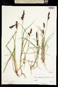 Carex membranacea image